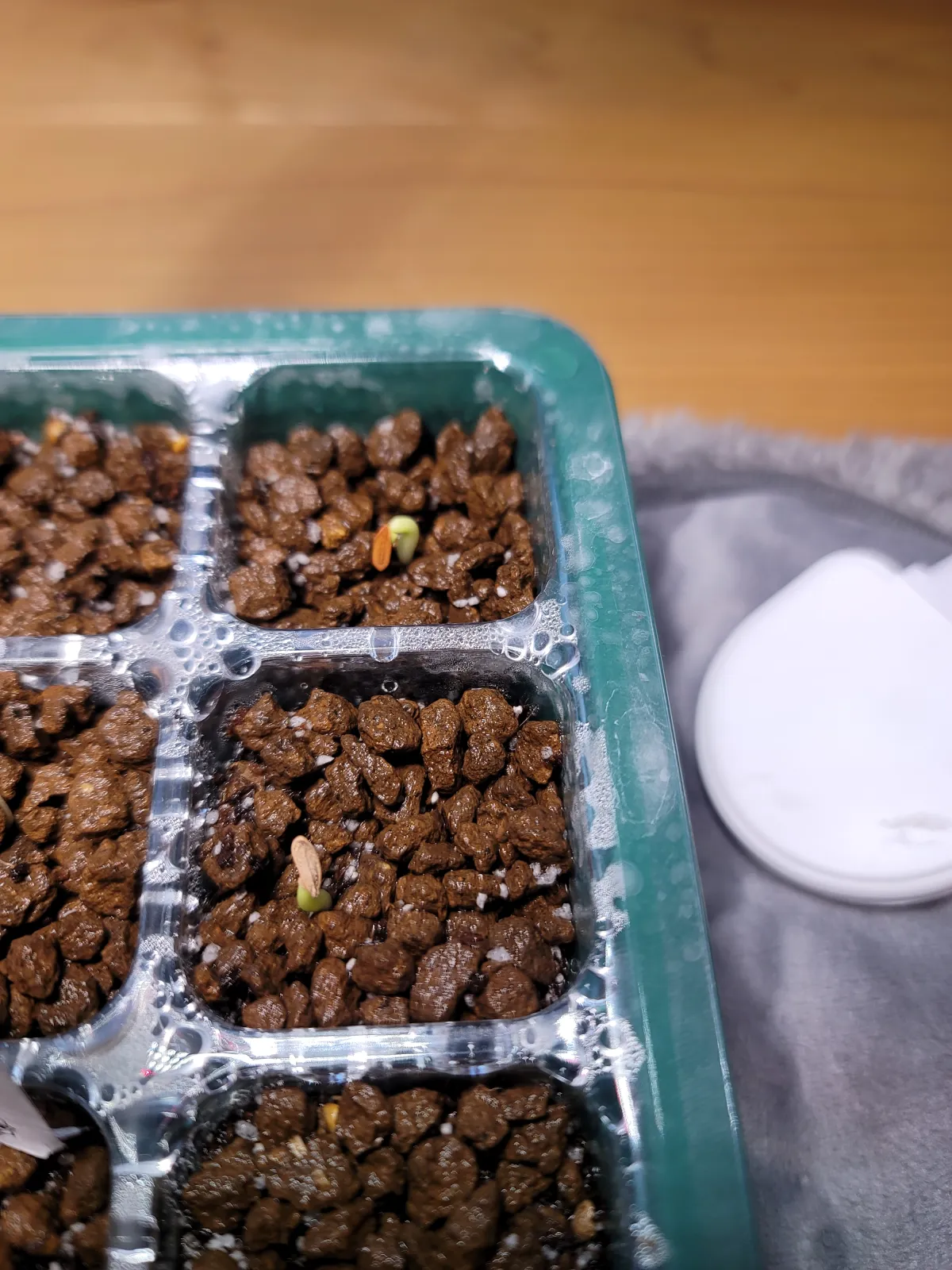 Pachypodium rosulatum var. gracilius (パキポディウム グラキリス)