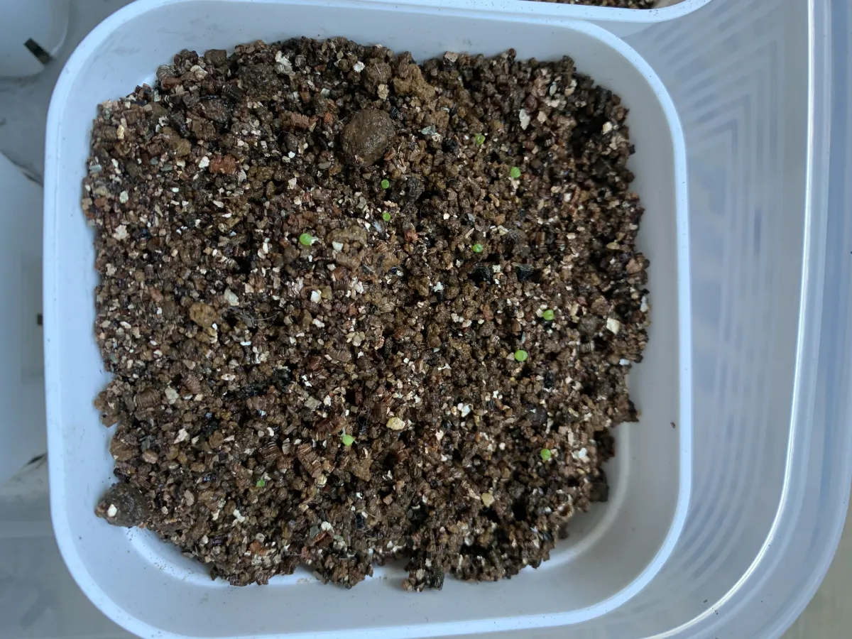 Lapidaria margaretae (ラピダリア マーガレッティ 魔玉)