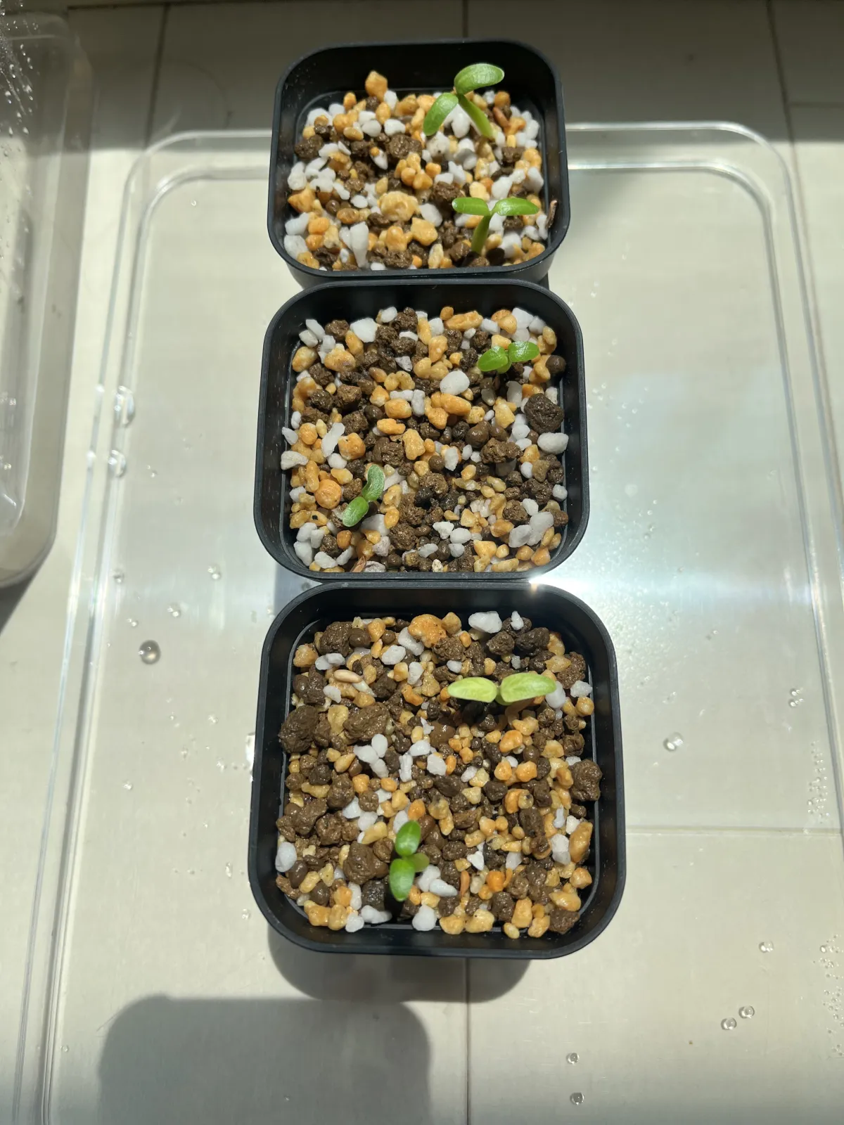 Pachypodium rosulatum var. gracilius (パキポディウム グラキリス)