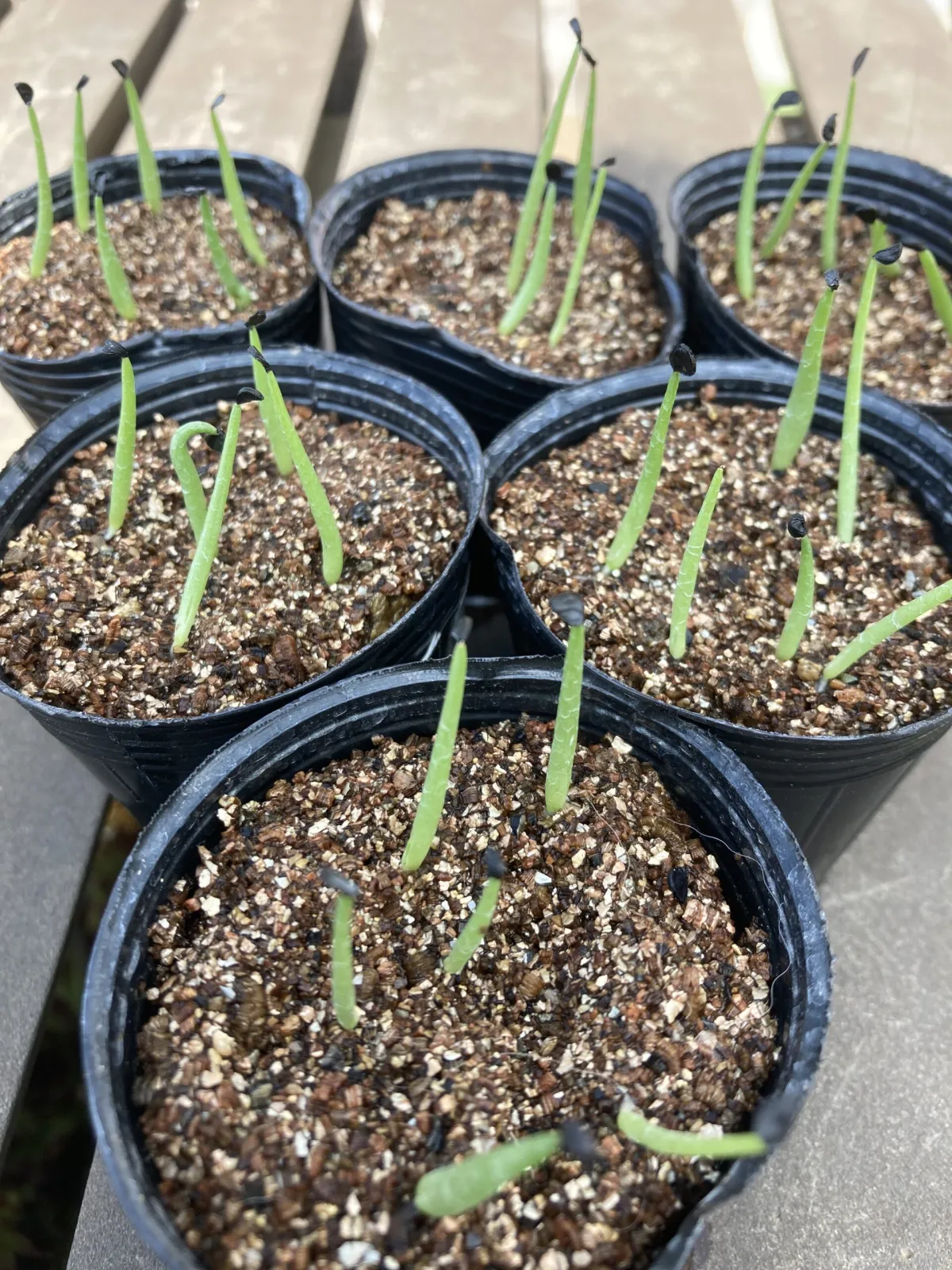 Agave filifera var. compacta (アガベ フィリフェラコンパクタ)