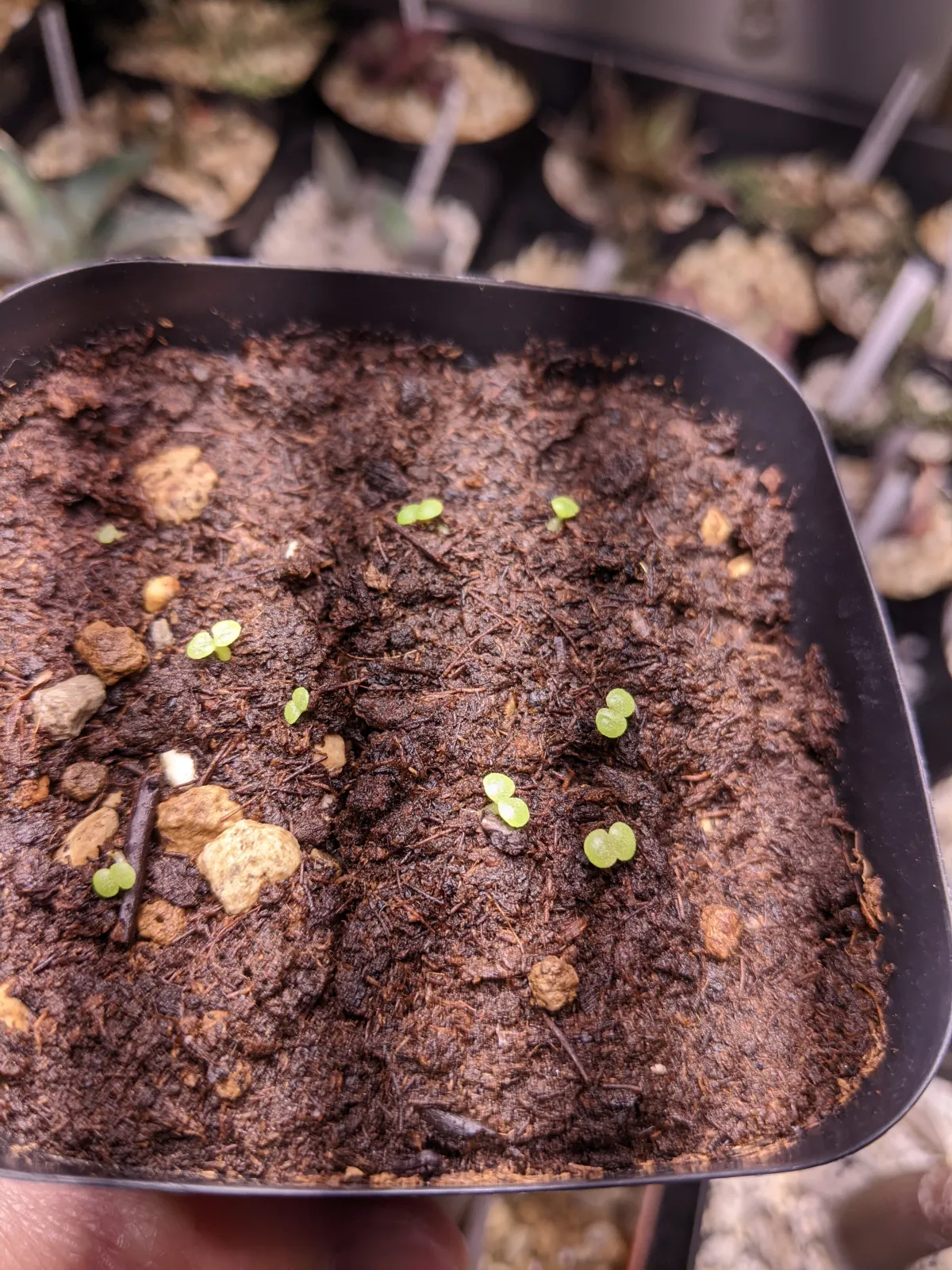 Tylecodon wallichii (ティレコドン ワリチー)