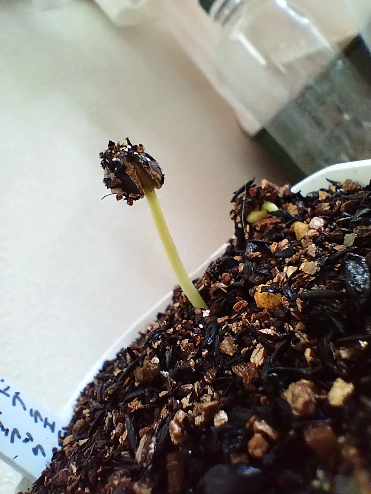 Commiphora mildbraedii (コミフォラ ミルドブラエディ ブラックバーク)