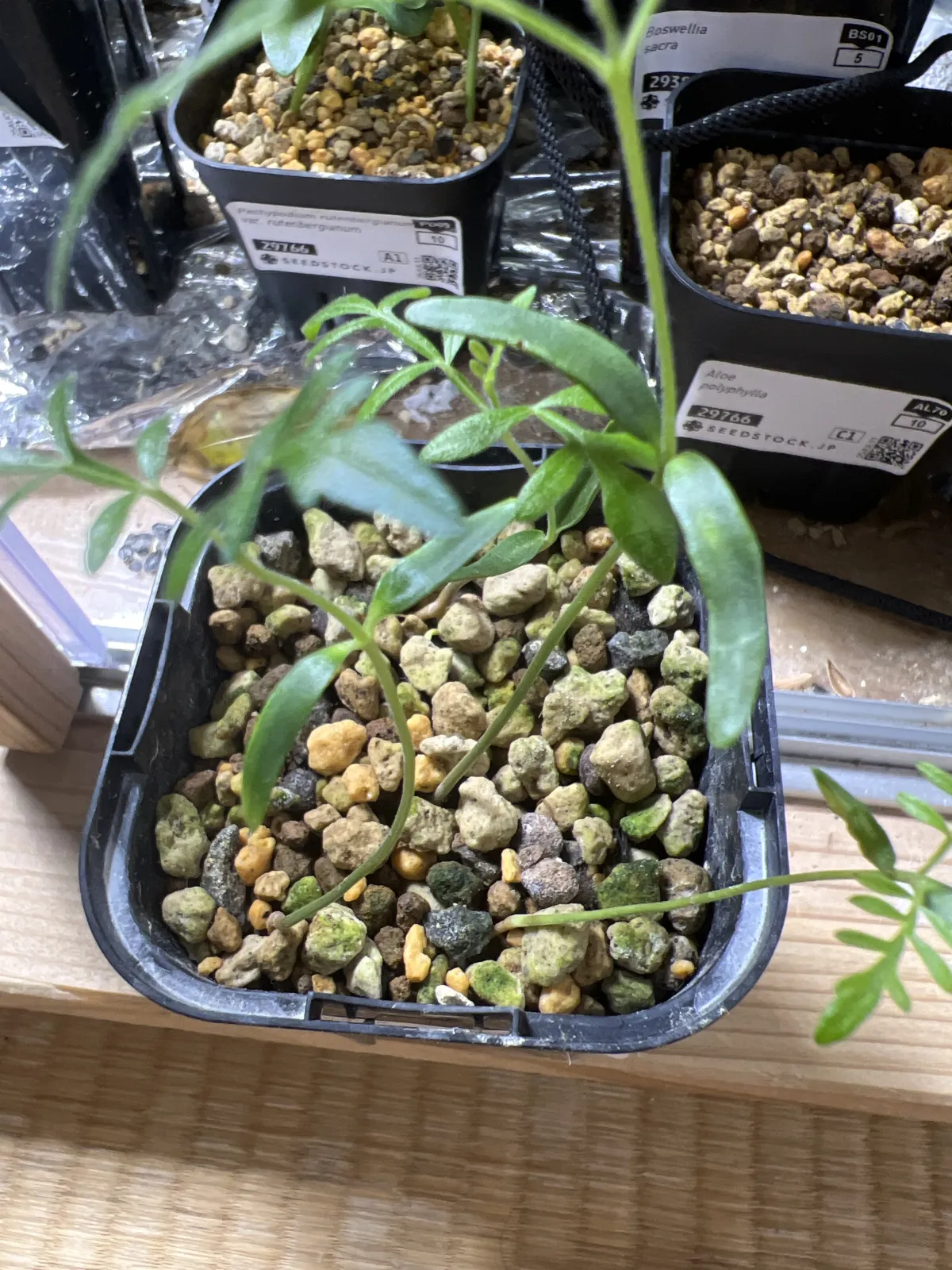 Operculicarya pachypus (オペルクリカリア パキプス2025D)