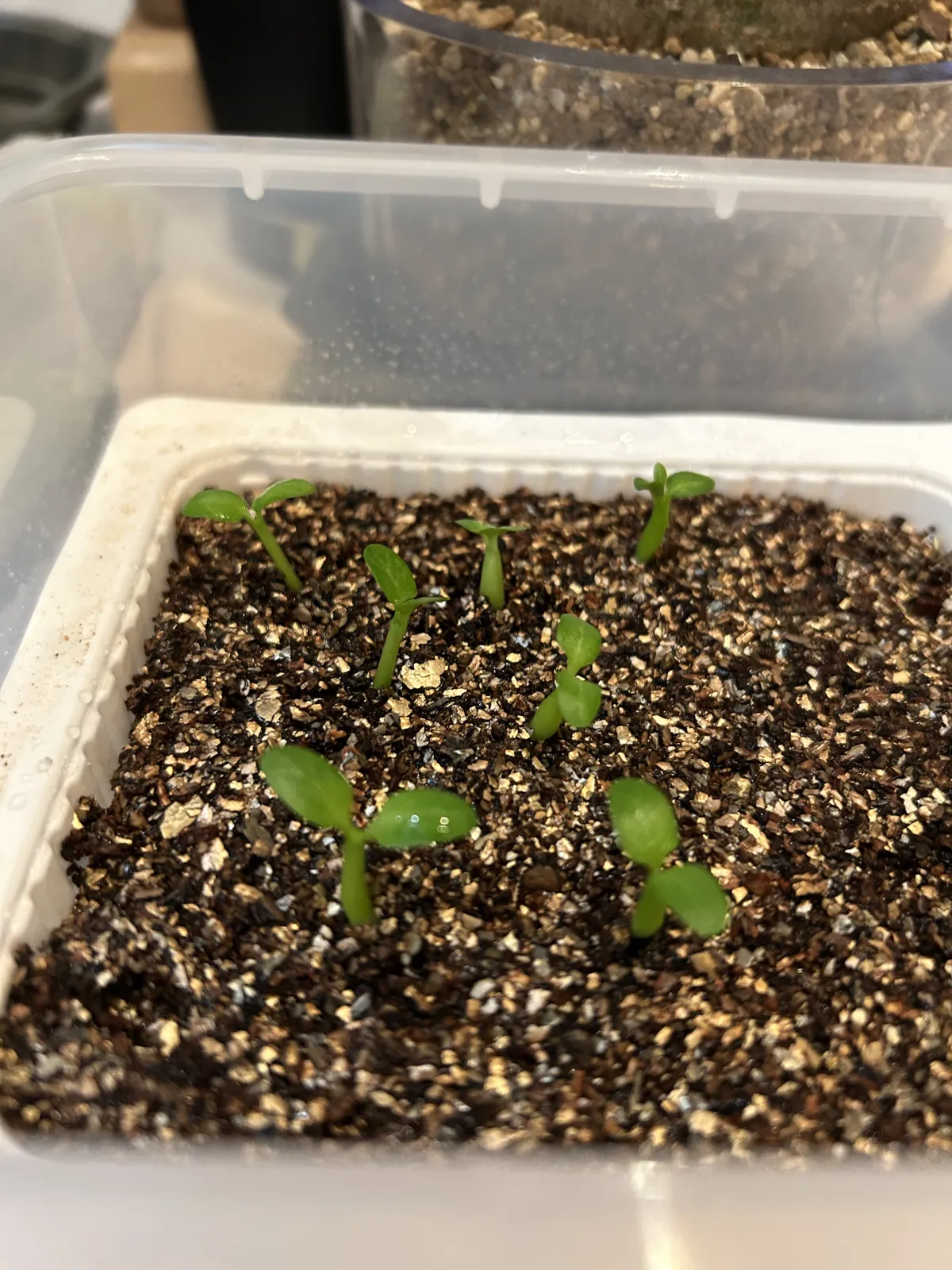 Pachypodium brevicaule subsp. leucoxanthum (パキポディウム レウコキサンツム)