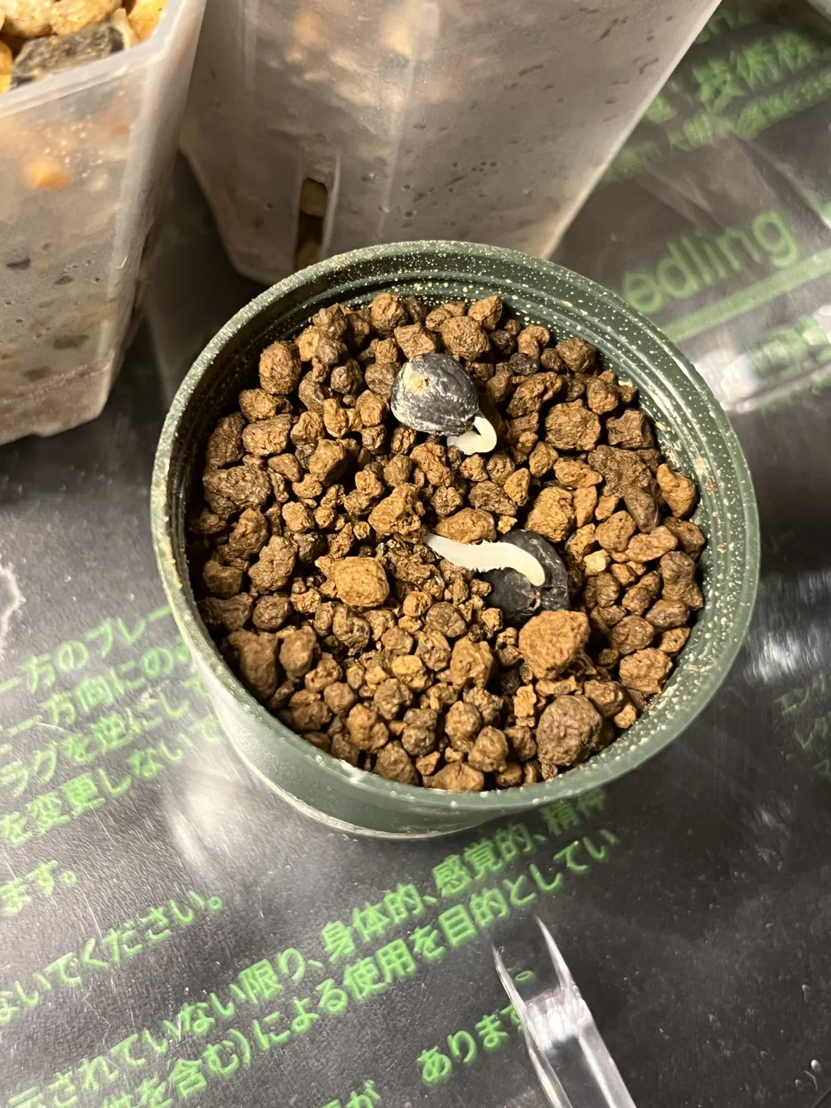 Yucca treculeana (ユッカ トレクレアーナ)