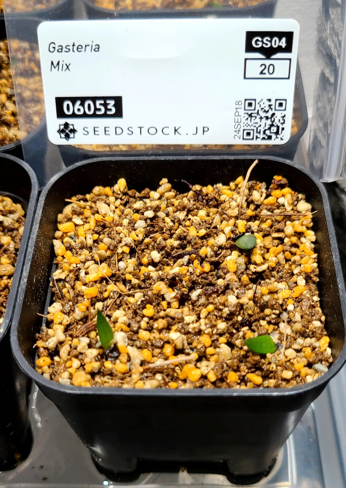 Gasteria Mix Mix (ガステリア ミックス)