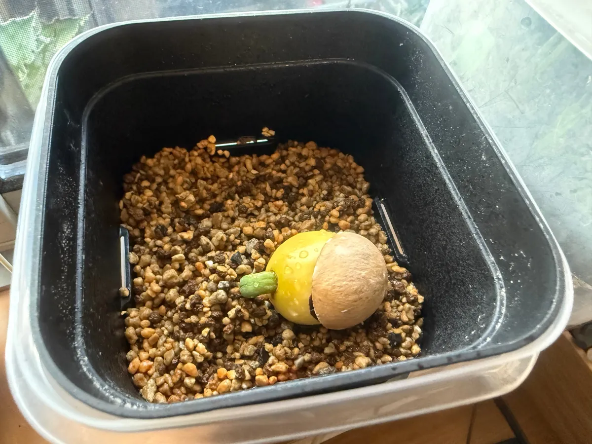 Cycas cairnsiana (サイカス カイルンシアナ)