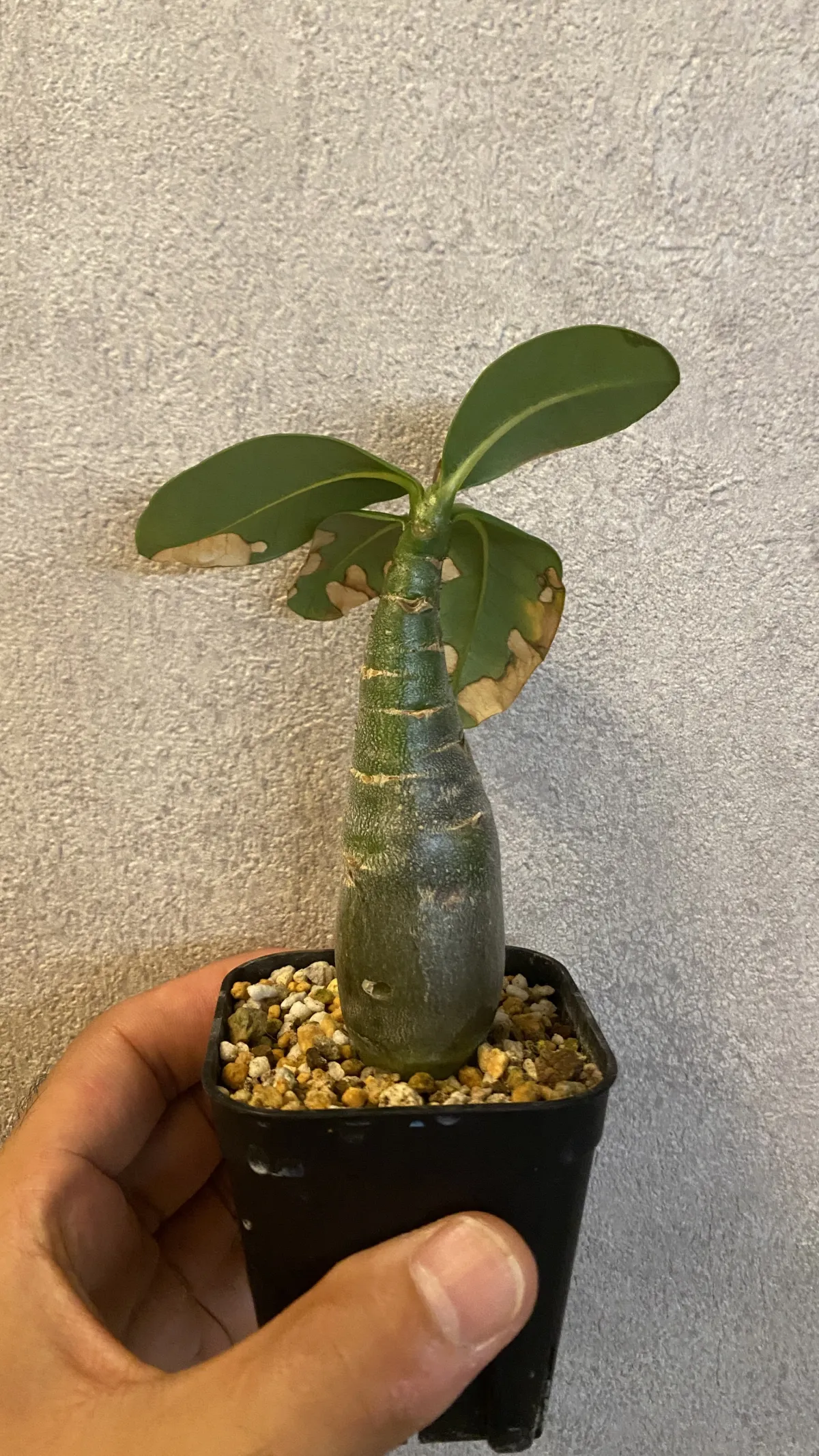 Adenium arabicum (アデニウム アラビカム イエメン)