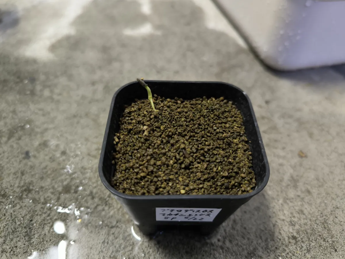 Pterodiscus makatiniensis (プテロディスクス マカチニエンシス)