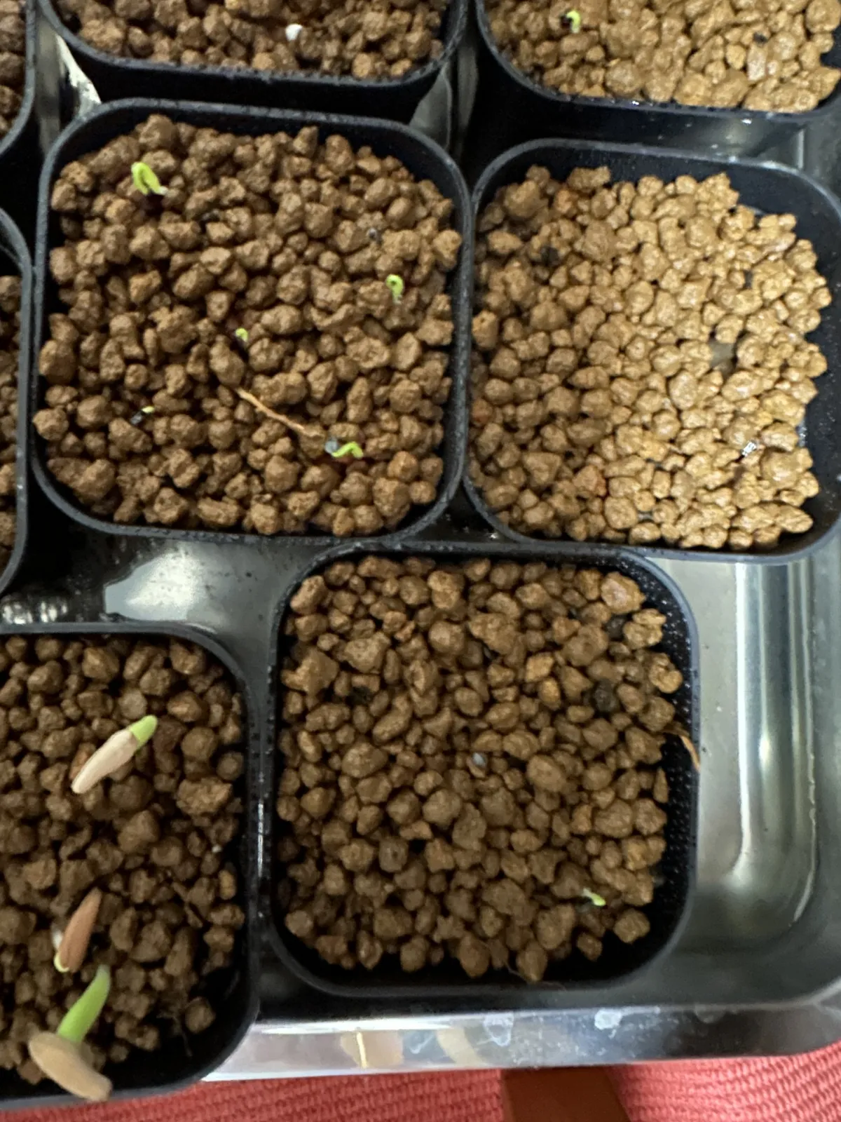 Agave horrida ssp. horrida (アガベ ホリダ)