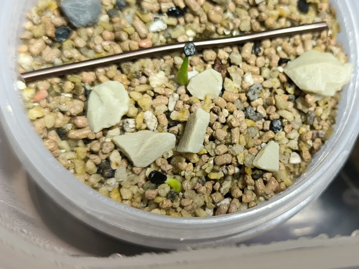 Agave horrida 'Chocolate Thorn' (アガベ ホリダ チョコレートソーン)