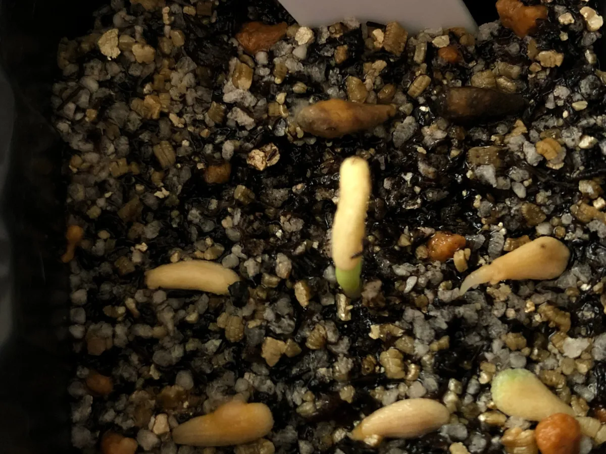 Pachypodium geayi (パキポディウム ゲアイー)