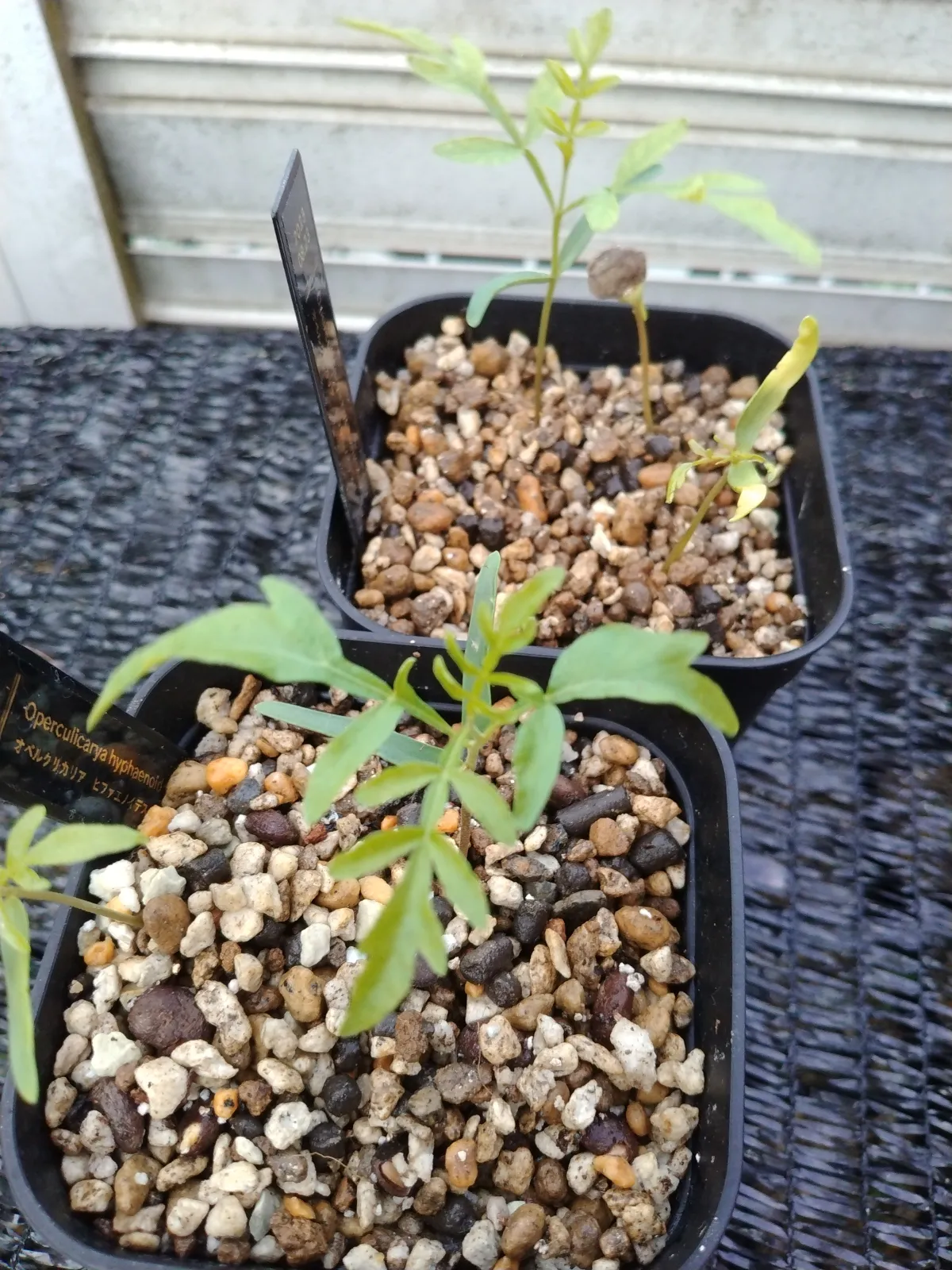 Operculicarya hyphaenoides (オペルクリカリア ヒファエノイデス)