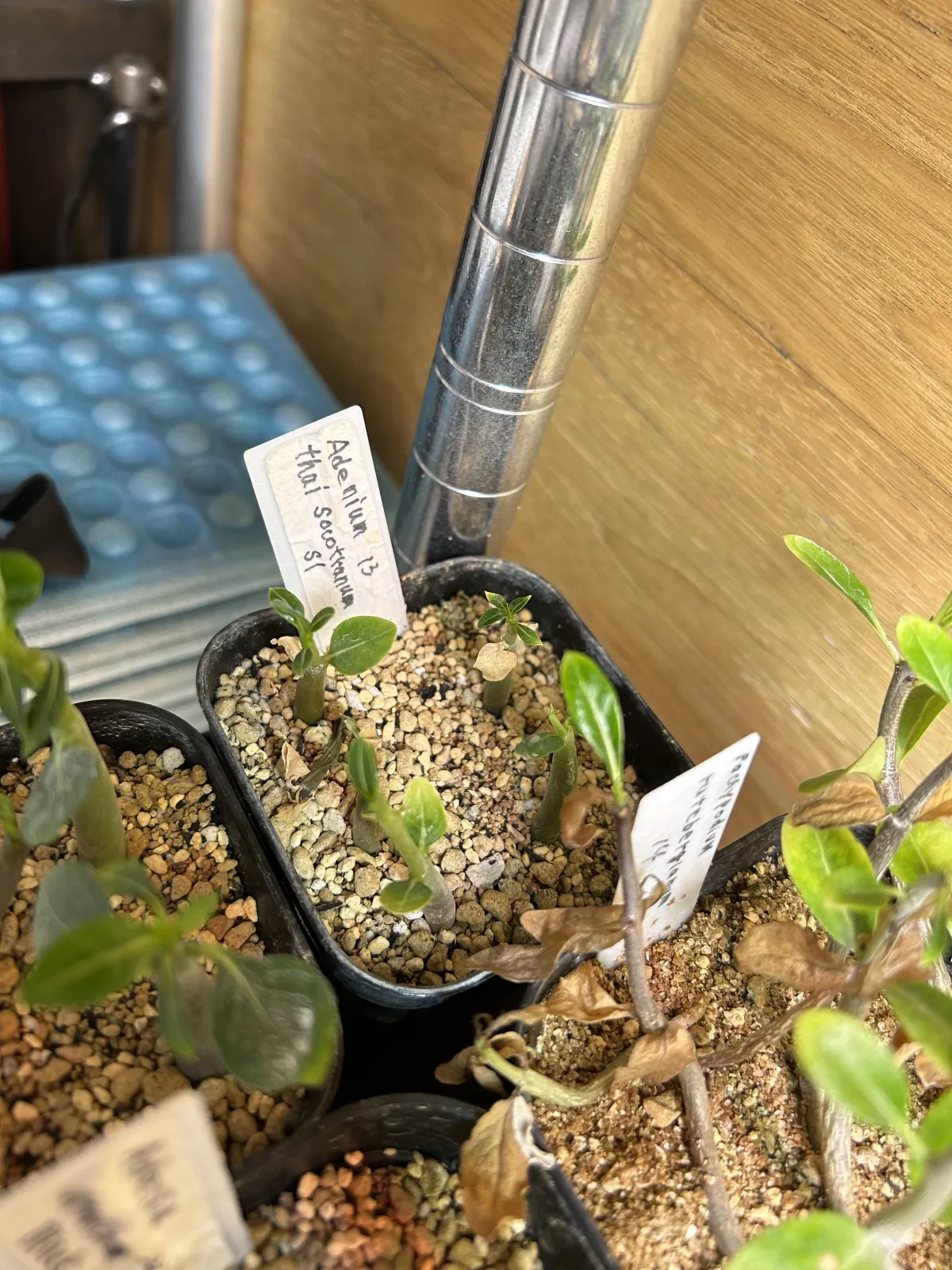 Adenium obesum var. arabicum S1 (アデニウム タイソコトラナムS11)