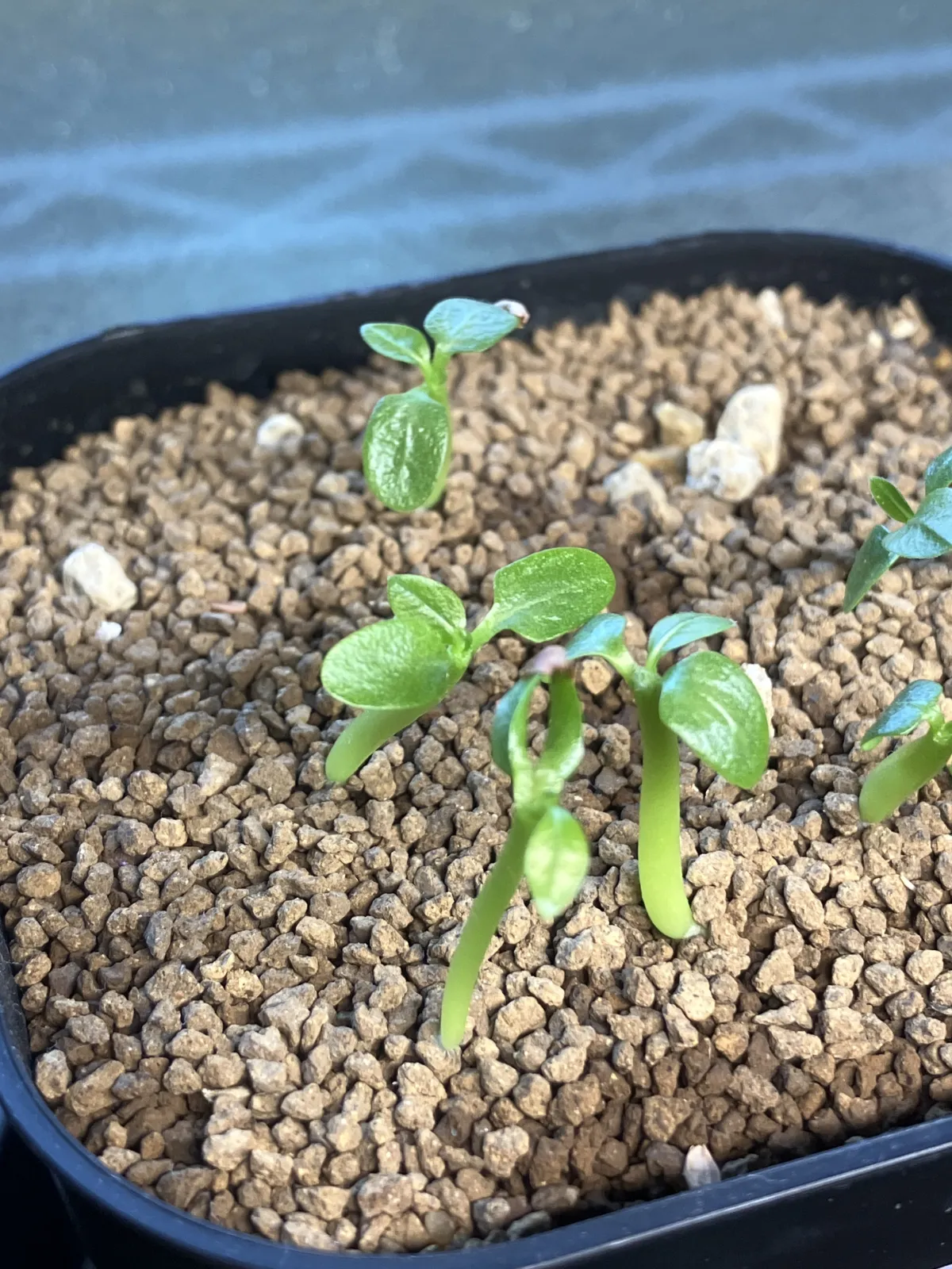 Pachypodium brevicaule subsp. leucoxanthum (パキポディウム レウコキサンツム)