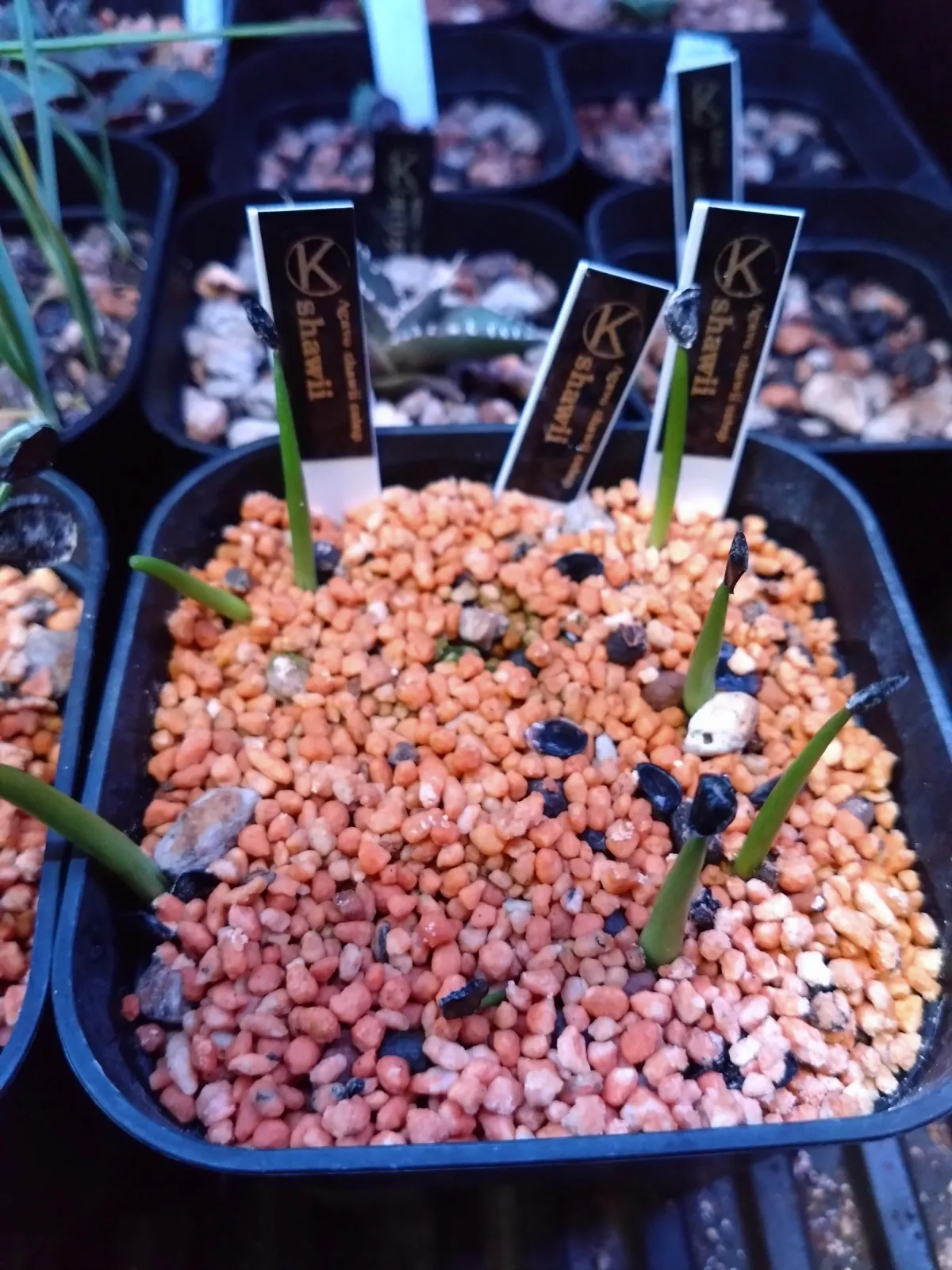 Agave shawii subsp. shawii (アガベ シャウィ)