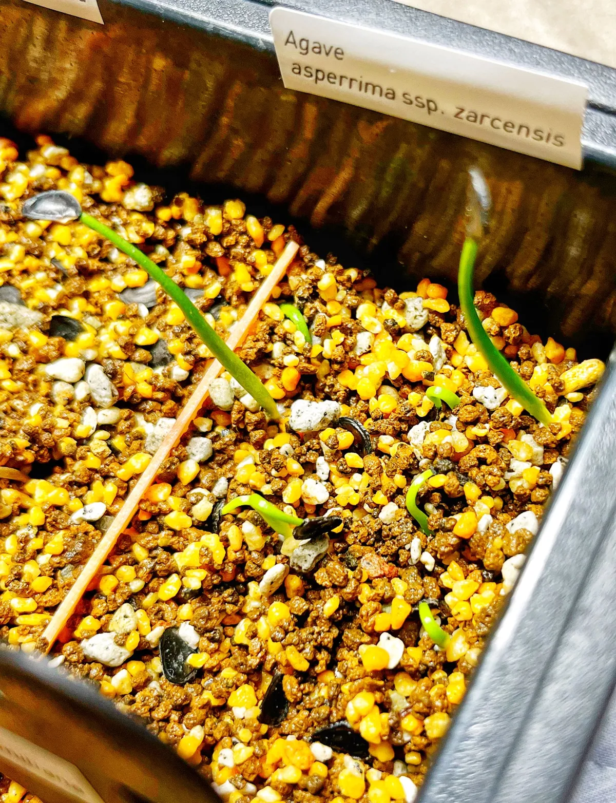 Agave asperrima ssp. zarcensis (アガベ アスペリーマ ザルセンシス)