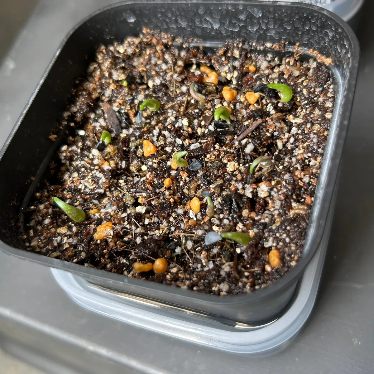 Agave oteroi (アガベ オテロイ)