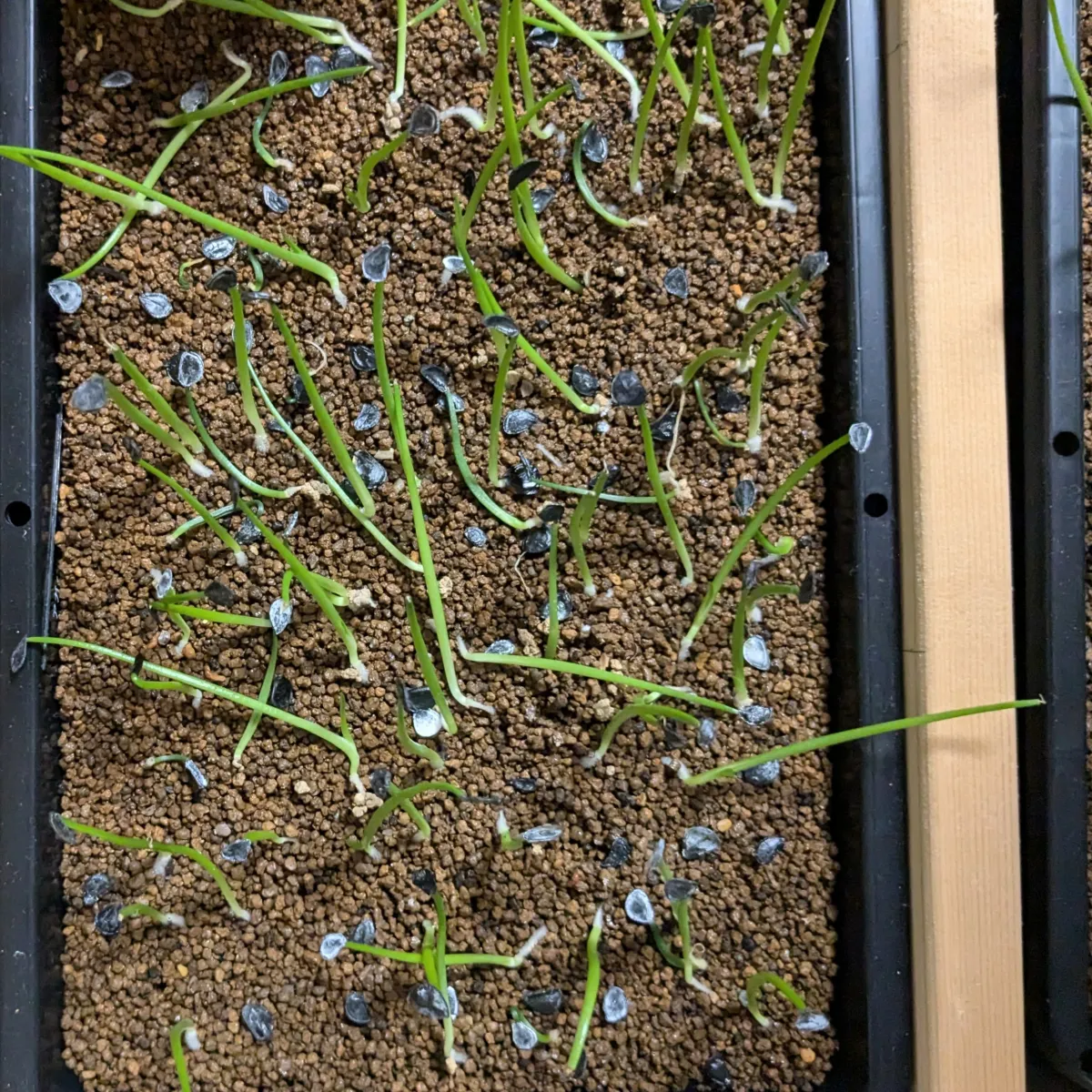 Agave montana (アガベ モンタナ)