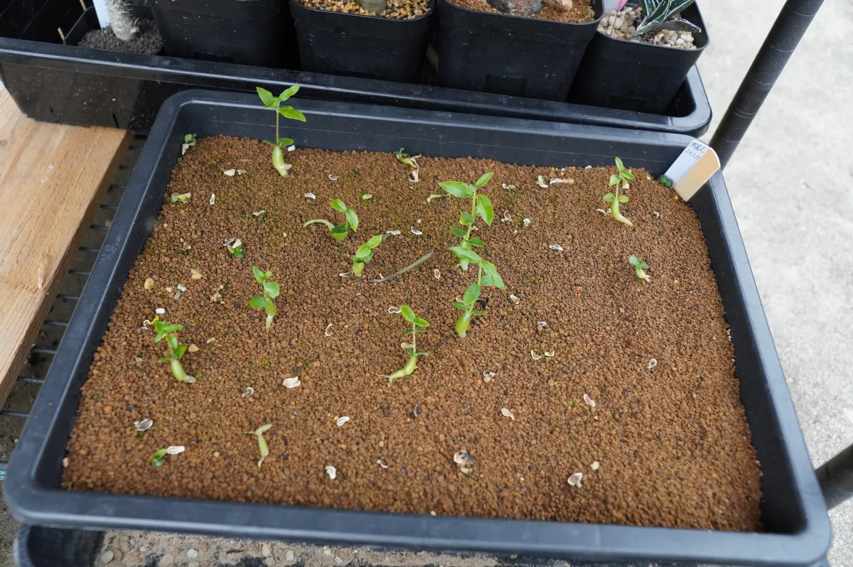 Fockea edulis (フォッケア 火星人)