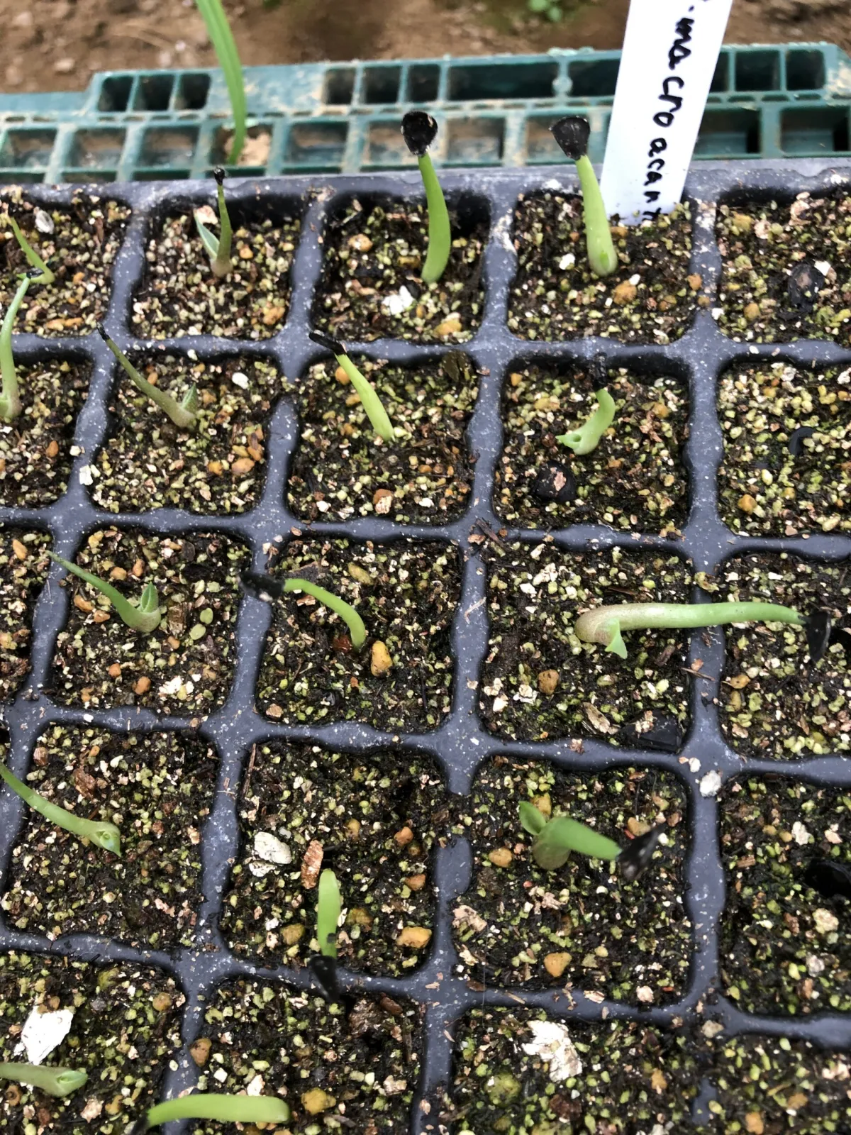 Agave macroacantha (アガベ マクロアカンサ 八荒殿)