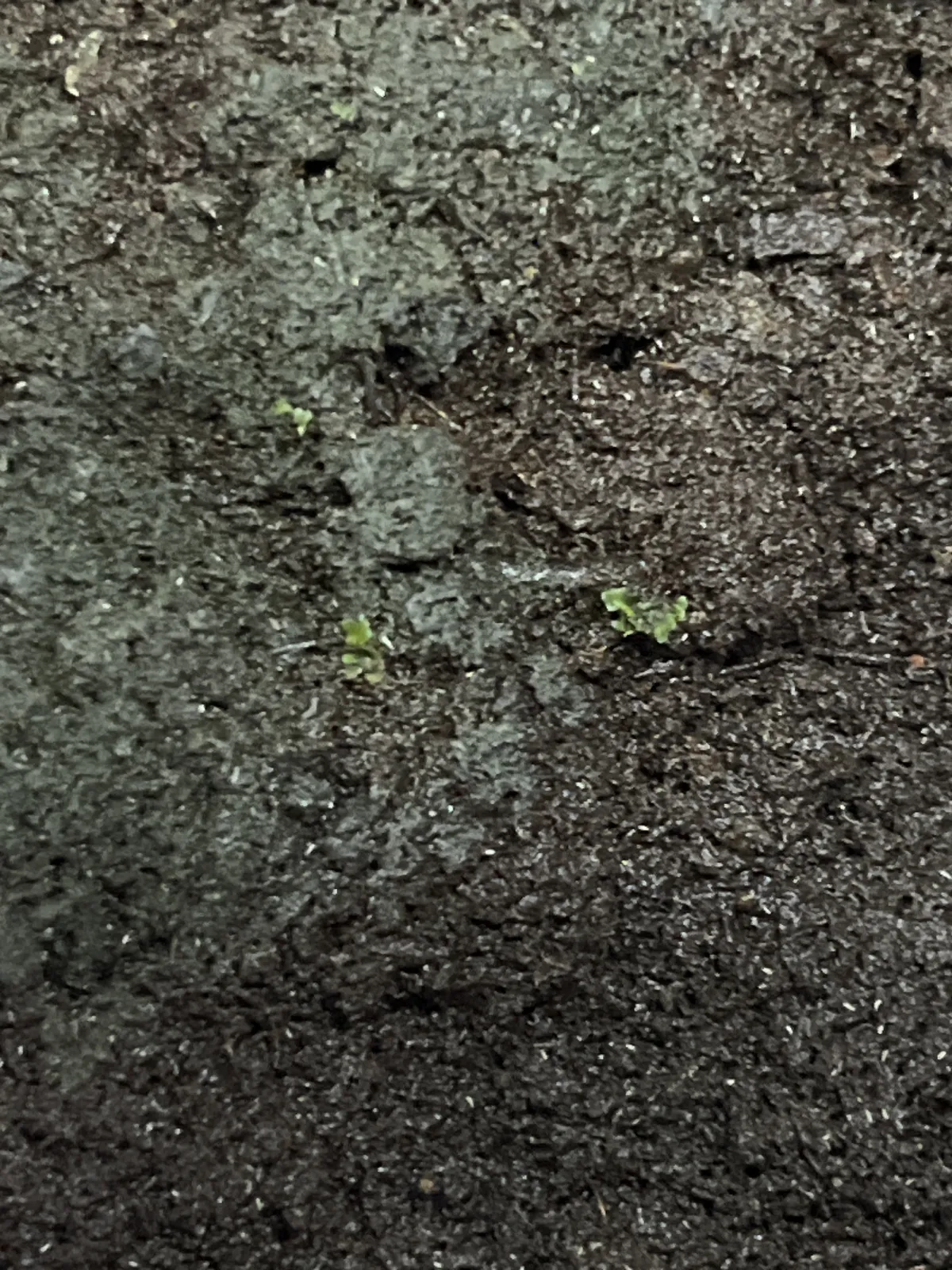 Platycerium Platycerium kitshakood Mt. Kitshakood (ビカクシダ キッチャクード)