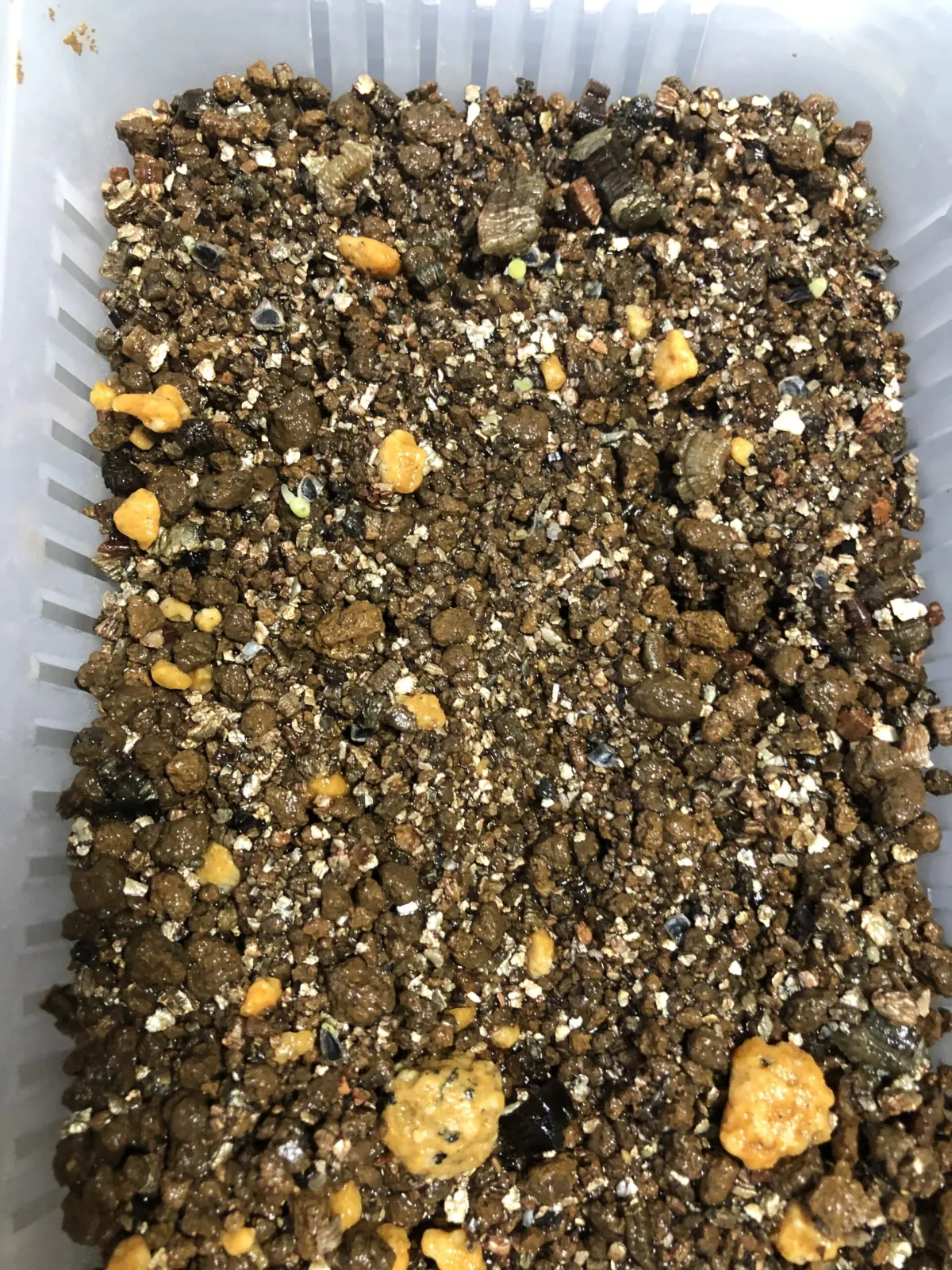 Aloe ferox (アロエ フェロックス)