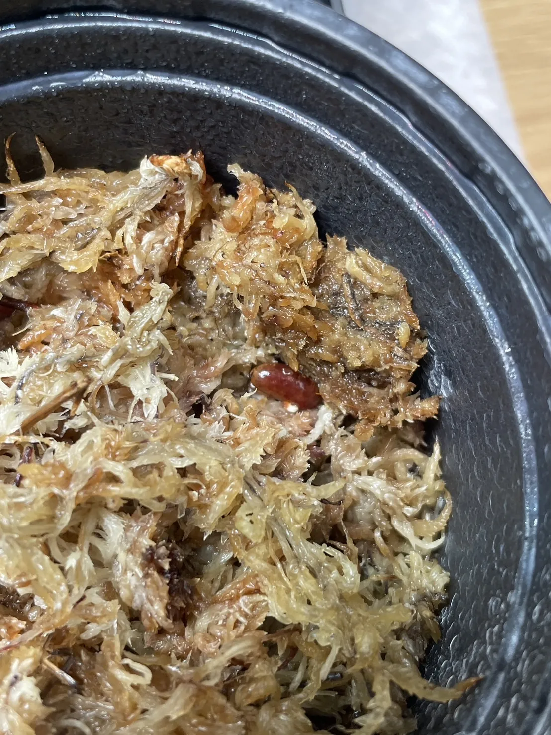 Phoenix roebelenii (フェニックス ロベレニー（シンノウヤシ）)