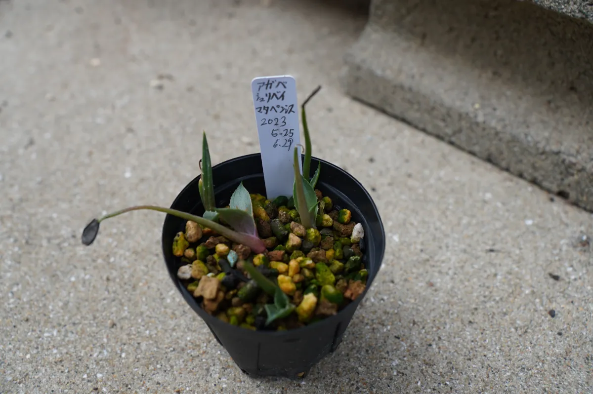 Agave shrevei ssp. matapensis (アガベ シュリベイマタペンシス)