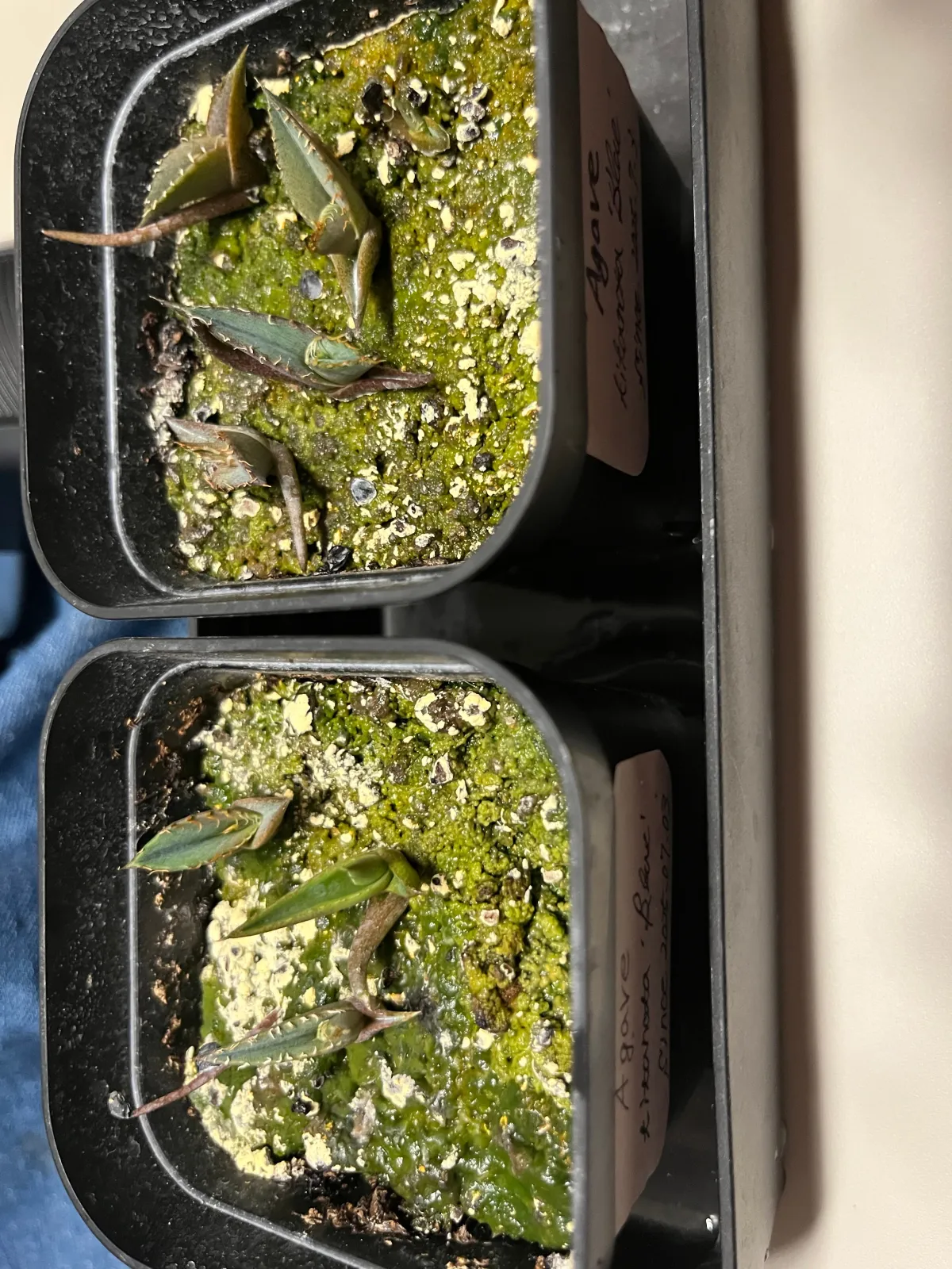 Agave titanota 'Blue' (アガベ チタノタブルー)