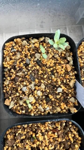 Fouquieria columnaris (フォークイエリア コルムナリス 観峰玉)