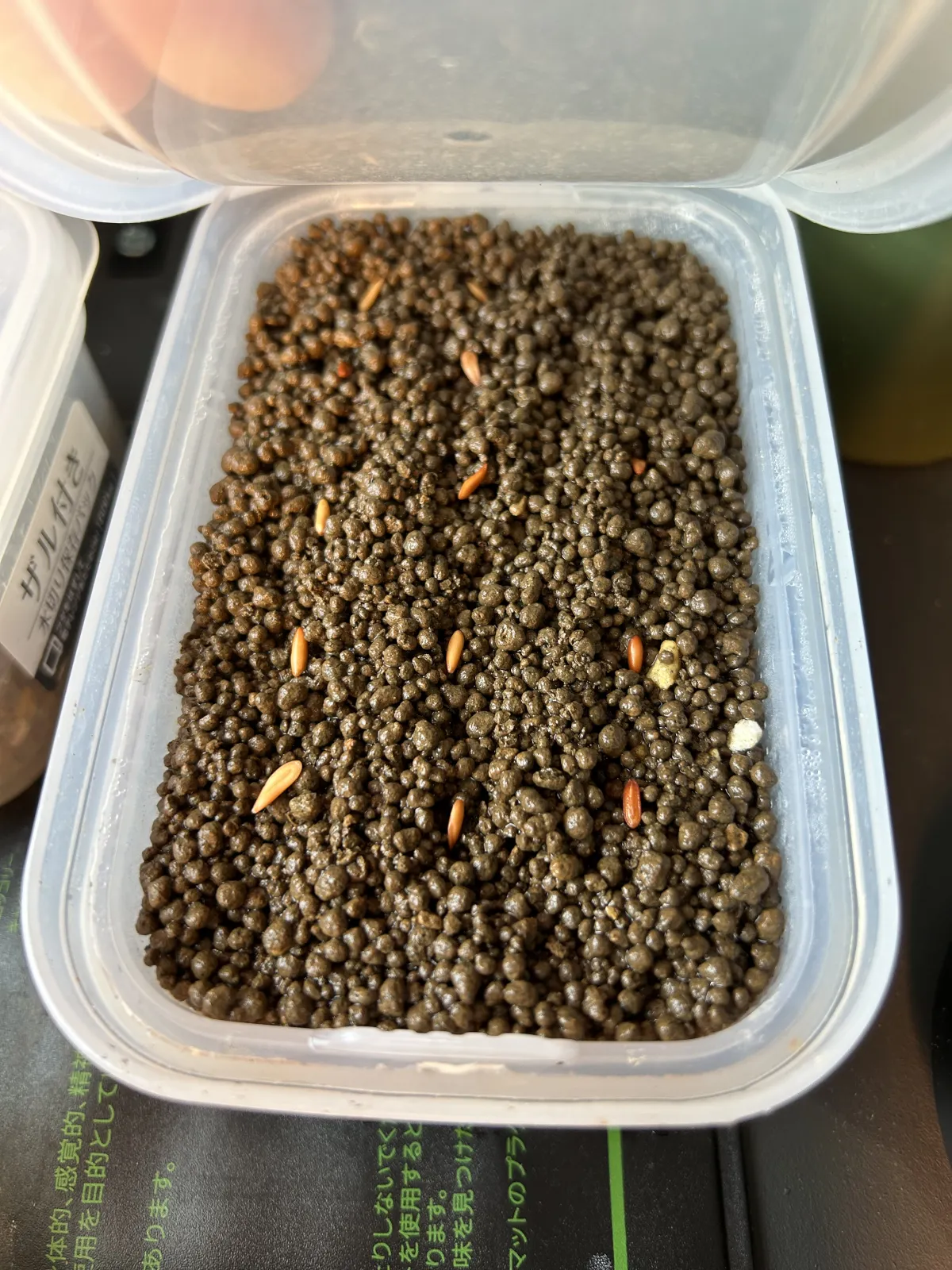 Pachypodium rosulatum var. gracilius (パキポディウム グラキリス)