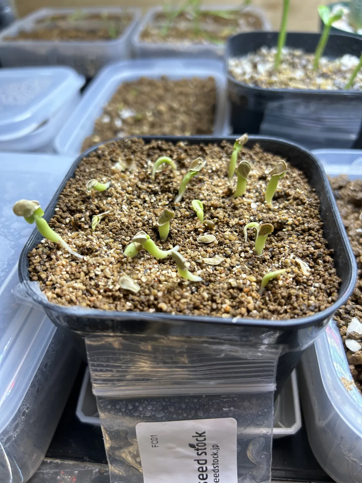 Fockea edulis (フォッケア 火星人)