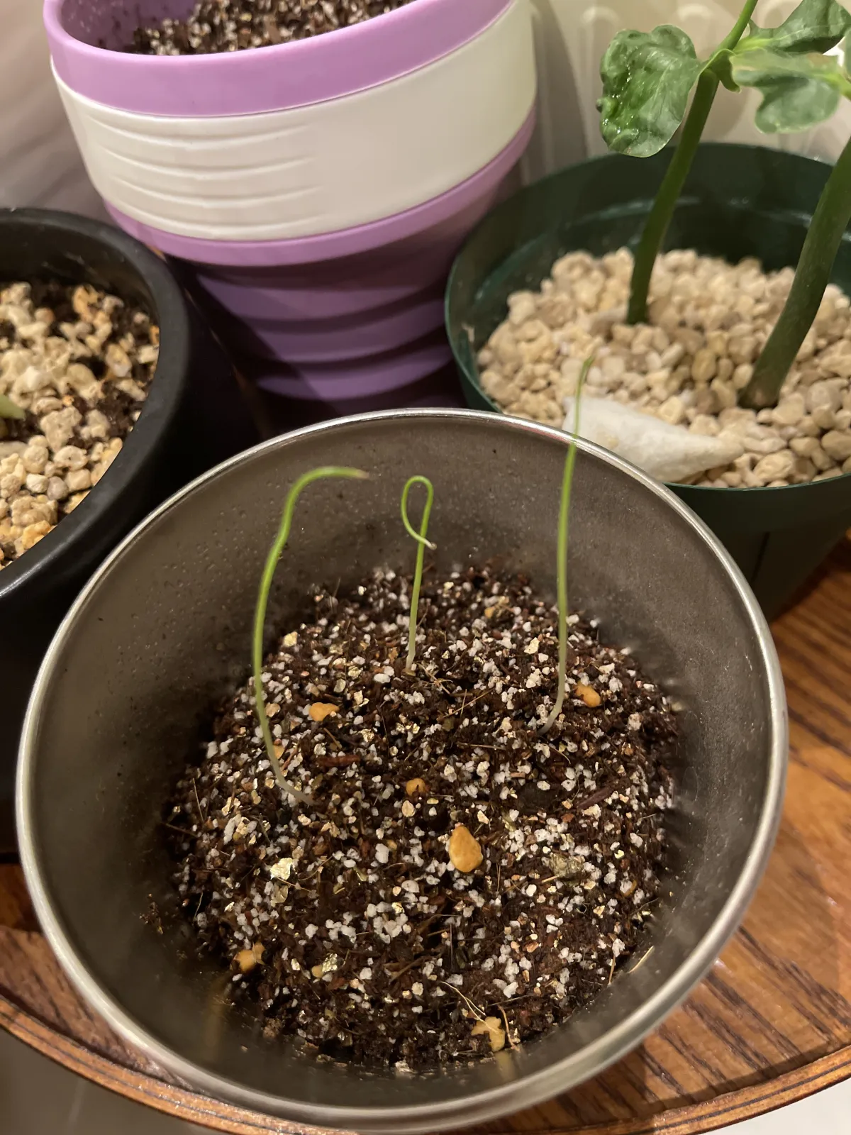 Agave attenuata (アガベ アテナータ 初緑)