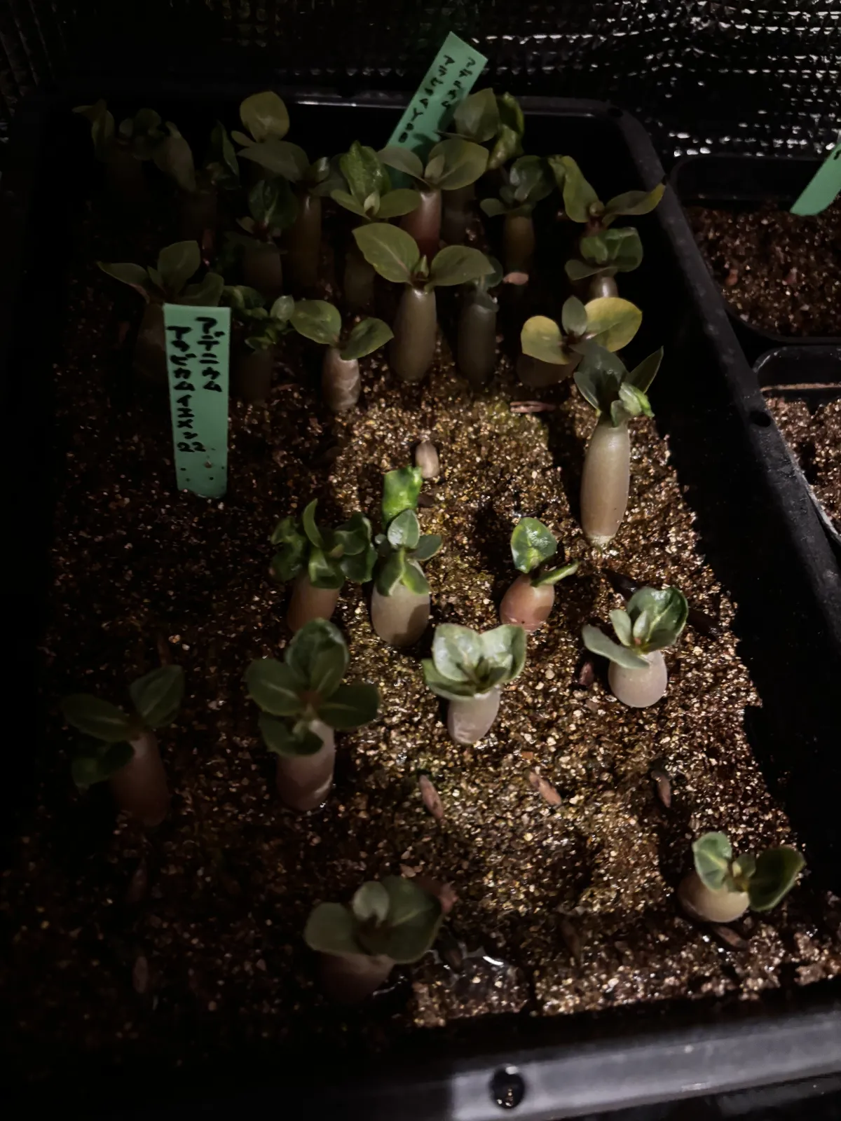 Adenium arabicum (アデニウム アラビカム イエメン)