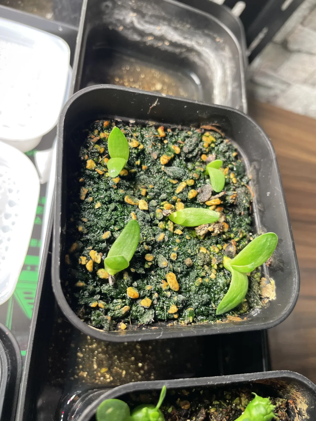 Aloe polyphylla (アロエ ポリフィラ)