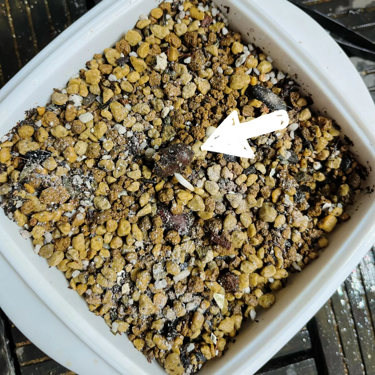 Phoenix canariensis (フェニックス カナリエンシス)