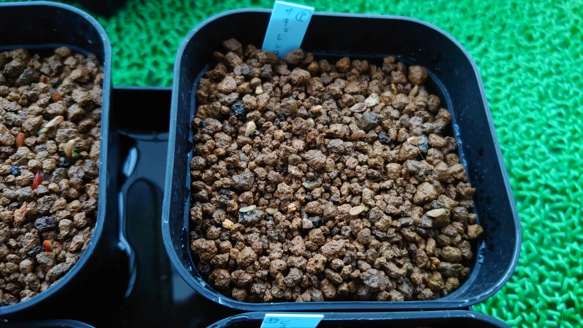 Pachypodium succulentum (パキポディウム サキュレンタム 天馬空)