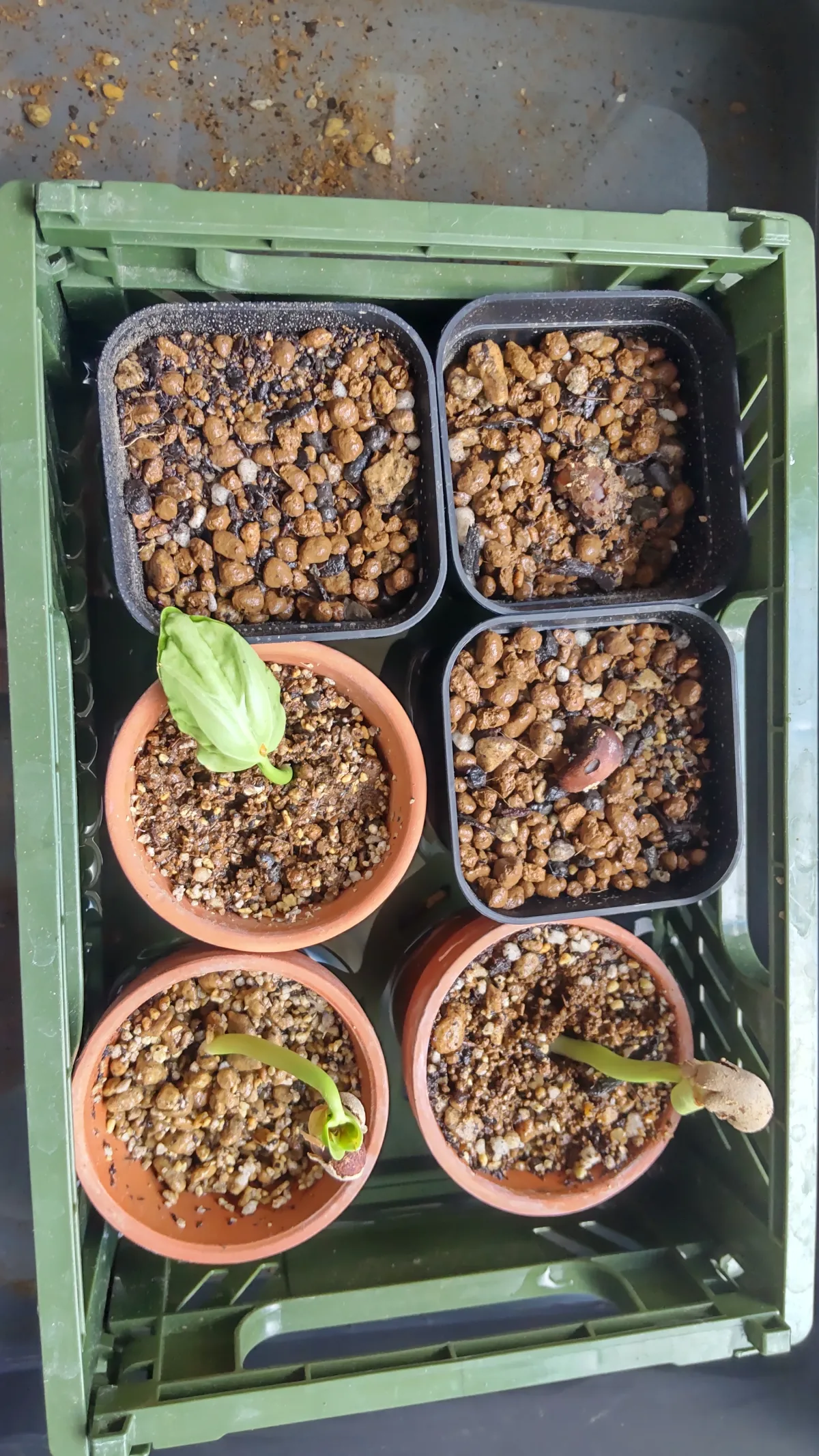 Adansonia za (アダンソニア（バオバブ） ザ)