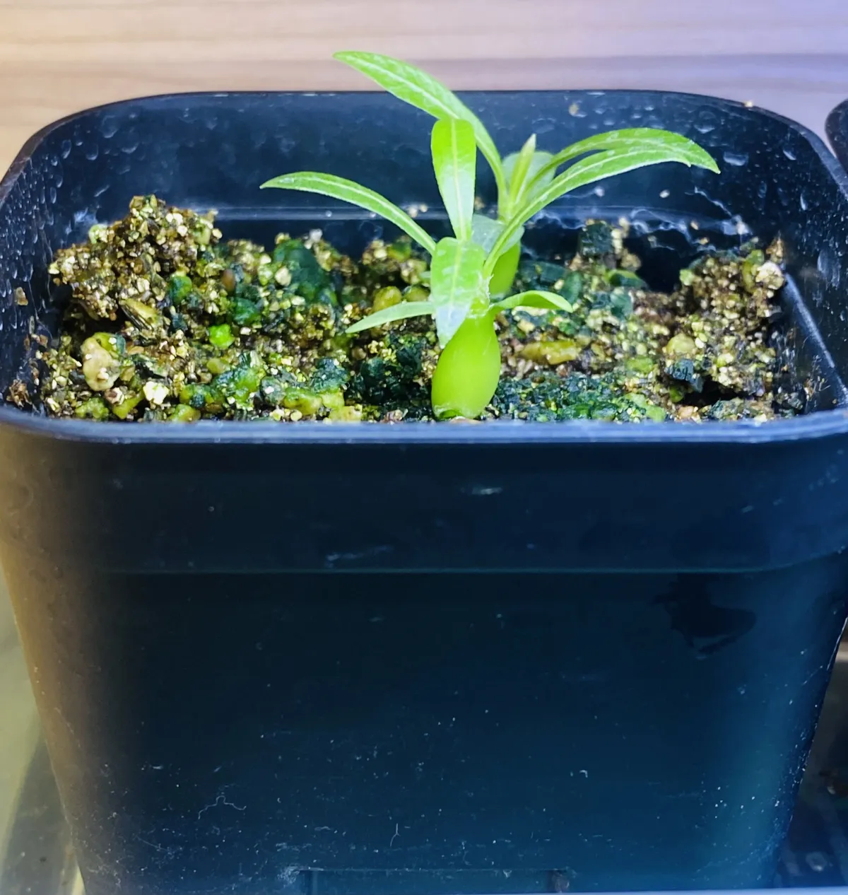 Pachypodium rosulatum subsp. makayense (パキポディウム マカイエンセ)