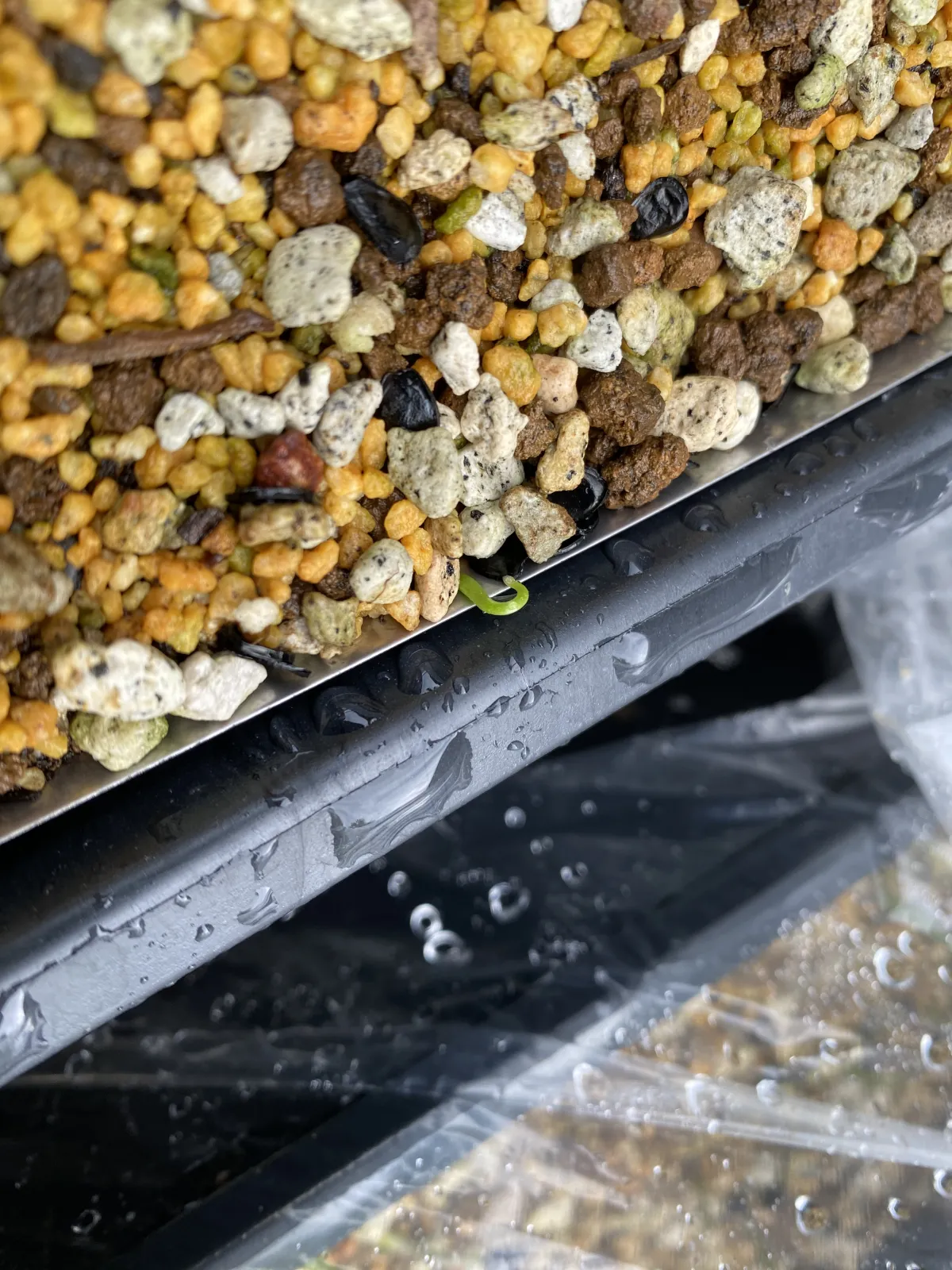 [チャレンジ種子] アガベ シャウィ（発芽難） Agave shawii subsp. shawii (発芽難)