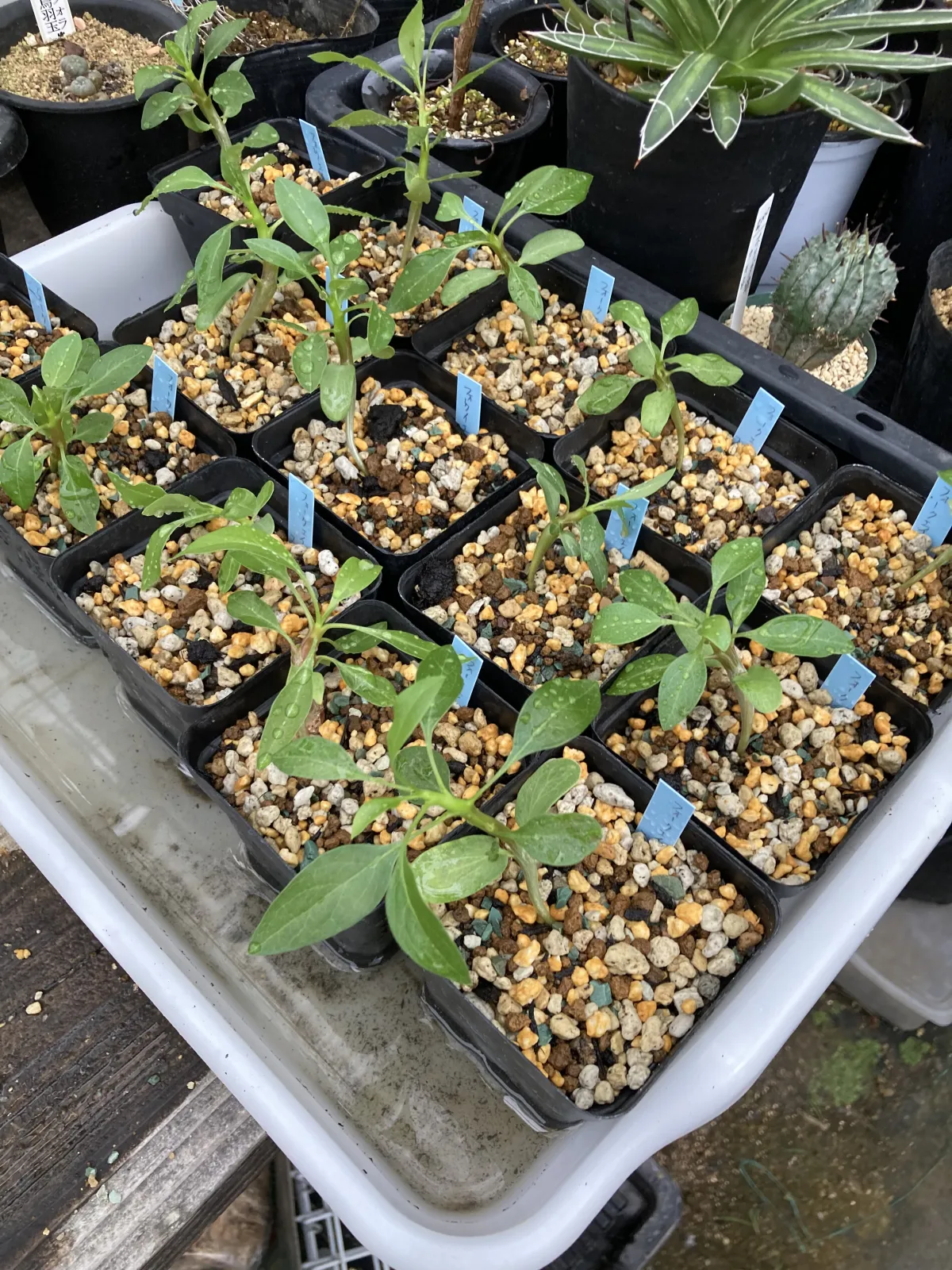 Fouquieria formosa (フォークイエリア フォルモサ)