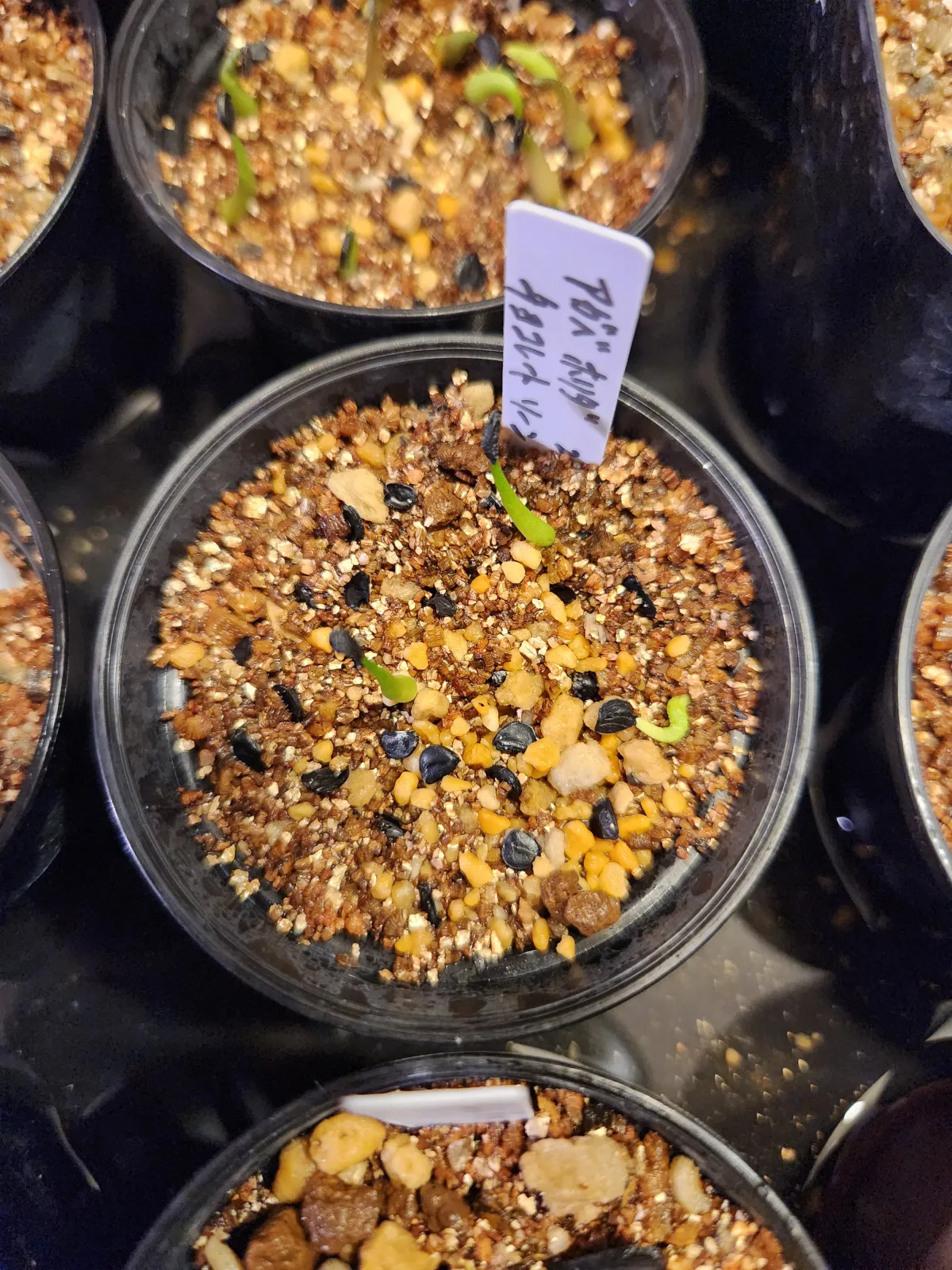 Agave horrida 'Chocolate Thorn' (アガベ ホリダ チョコレートソーン)