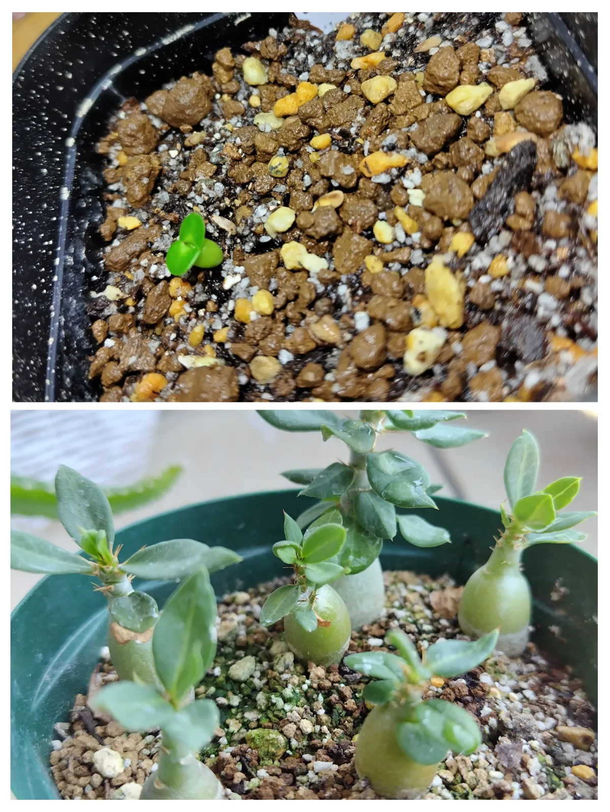 Pachypodium bispinosum (パキポディウム ビスピノーサム)