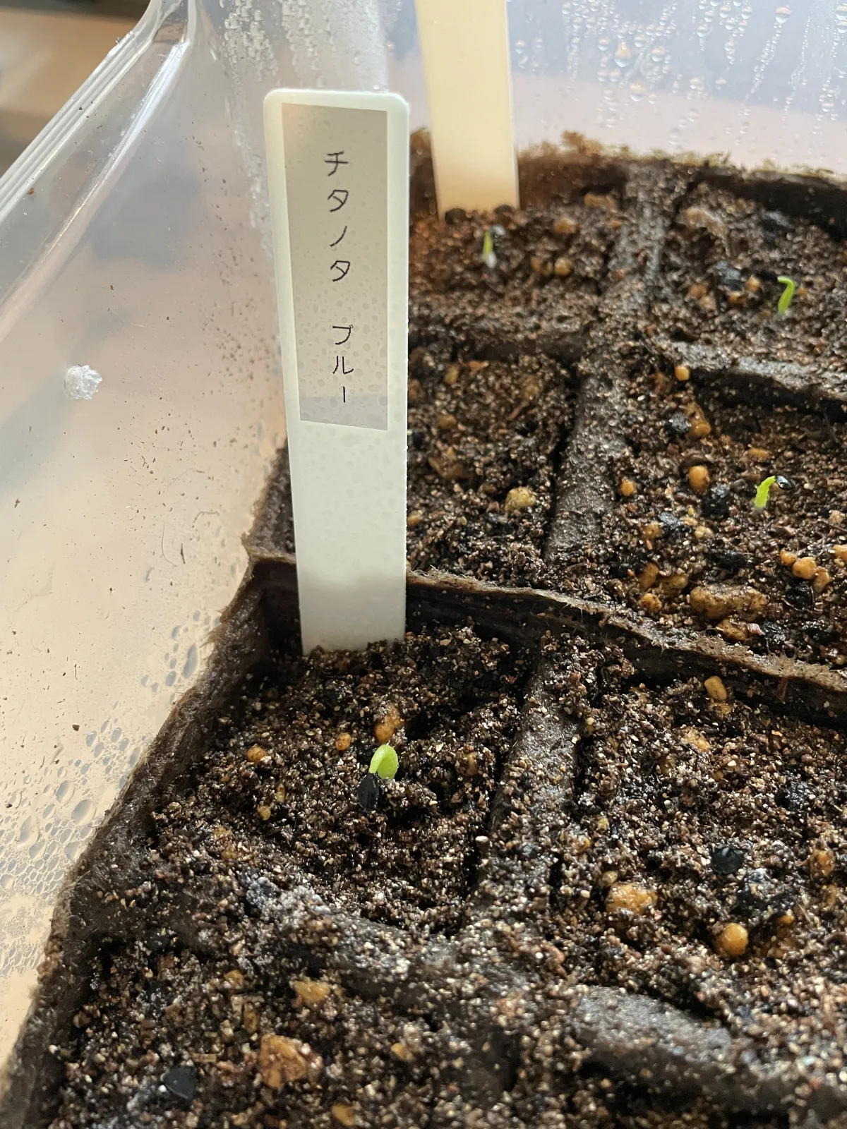 Agave titanota 'Blue' (アガベ チタノタブルー)