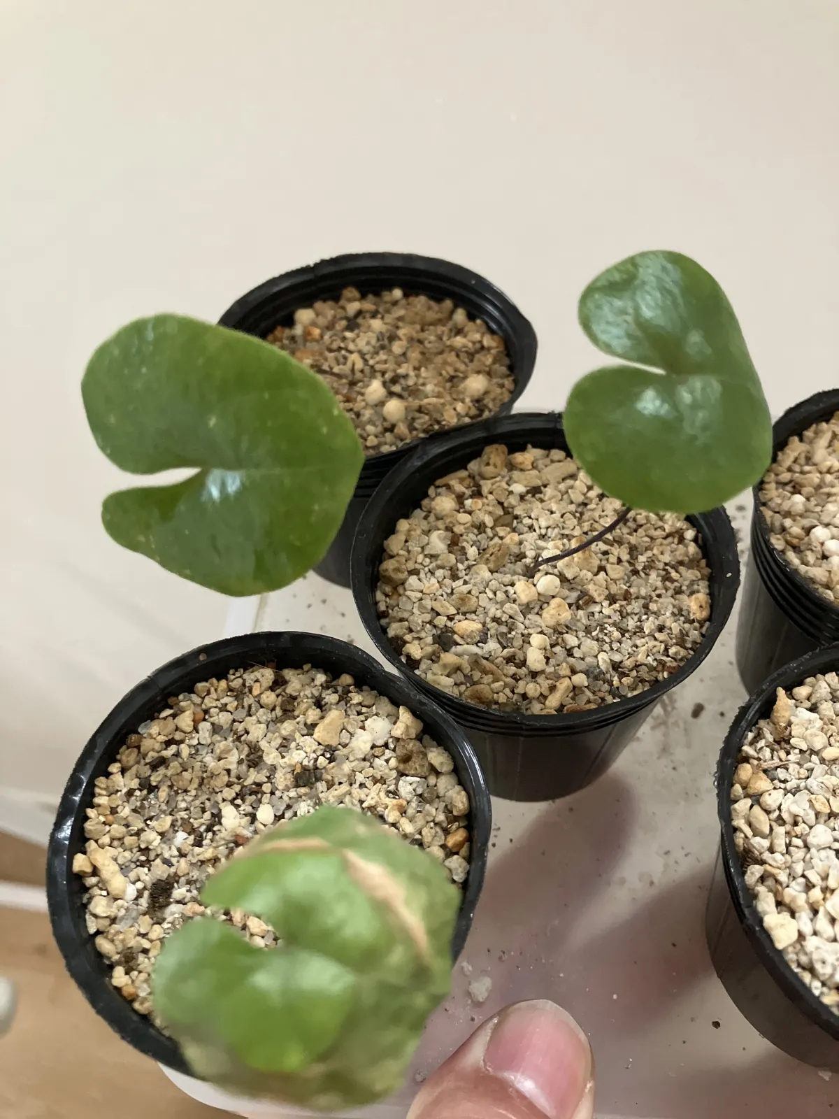 Dioscorea elephantipes (ディオスコレア エレファンティペス アフリカ亀甲竜)