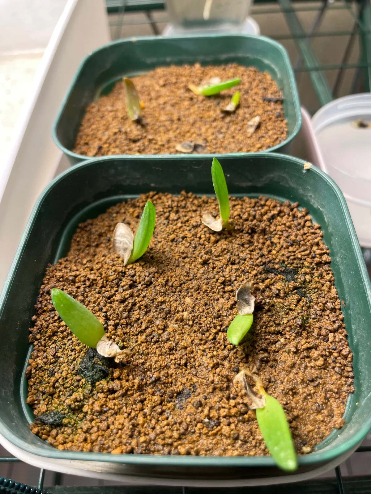 Aloe dichotoma (アロエ ディコトマ)