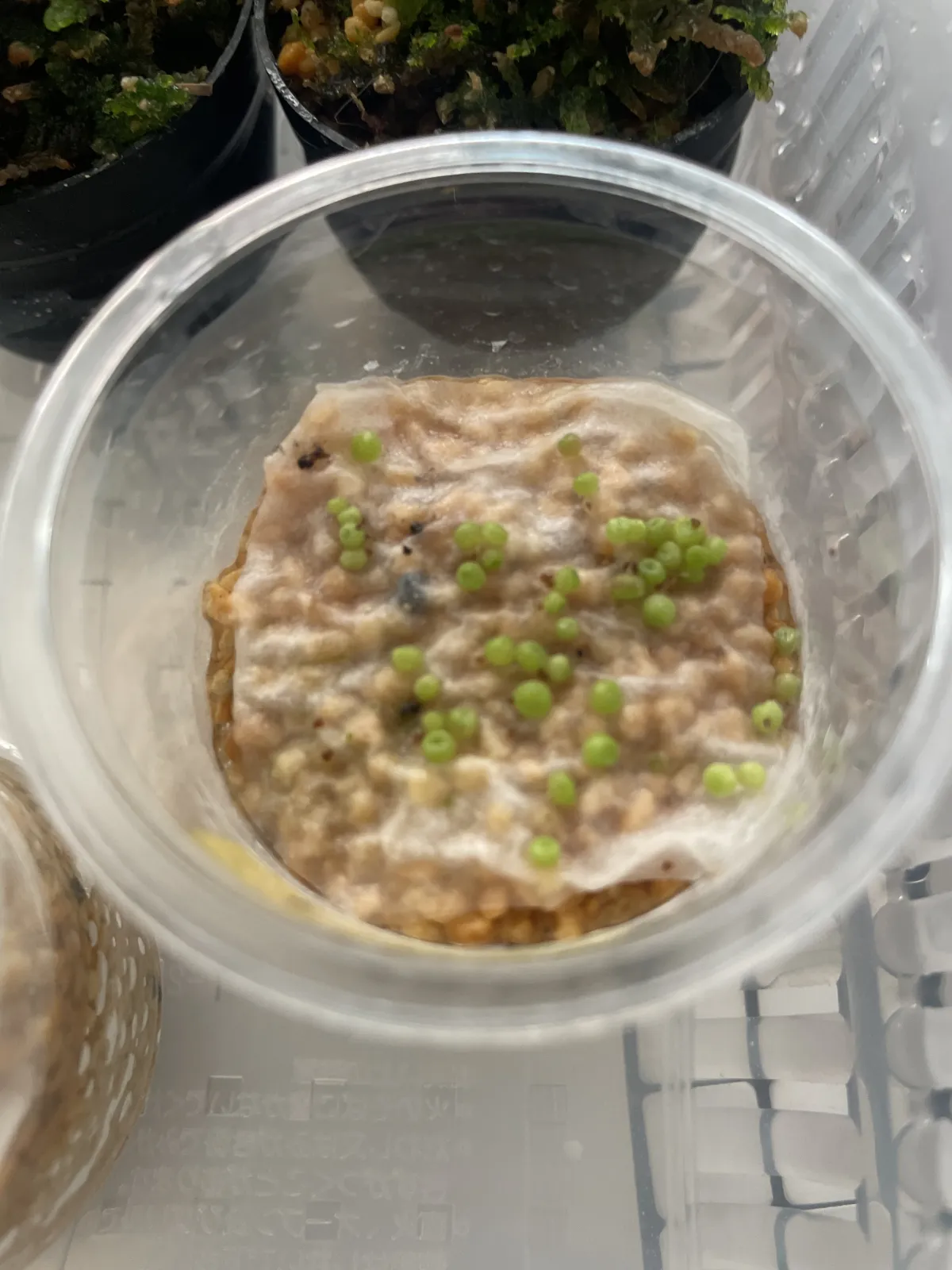 Conophytum obcordellum subsp. obcordellum (コノフィツム クラベレンセ)