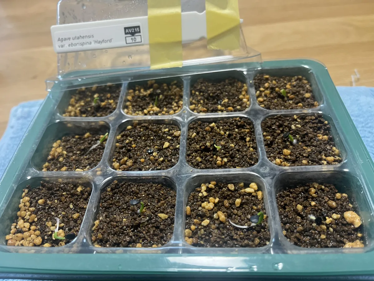 Agave utahensis var. eborispina 'Hayford' (アガベ エボリスピナ ヘイフォード)