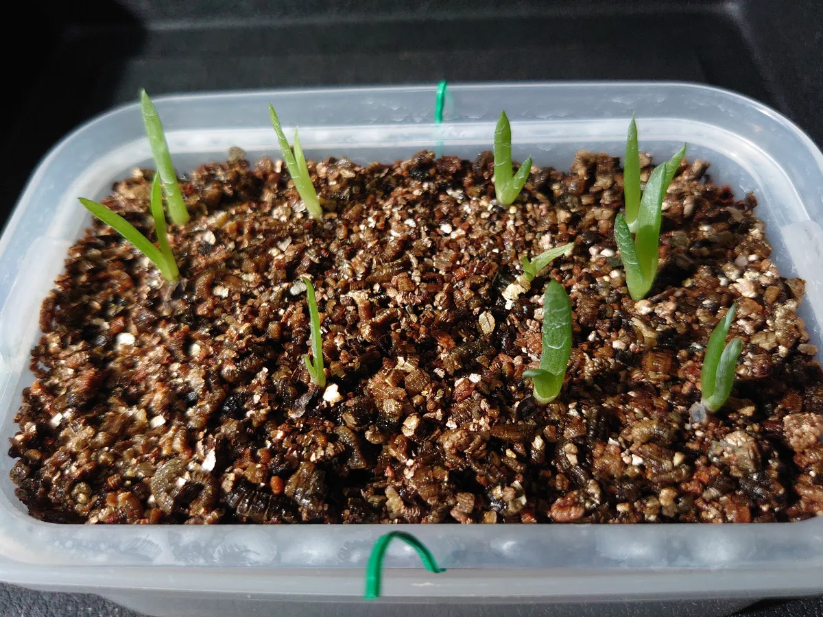 Aloe chabaudii (アロエ チャバウディー)